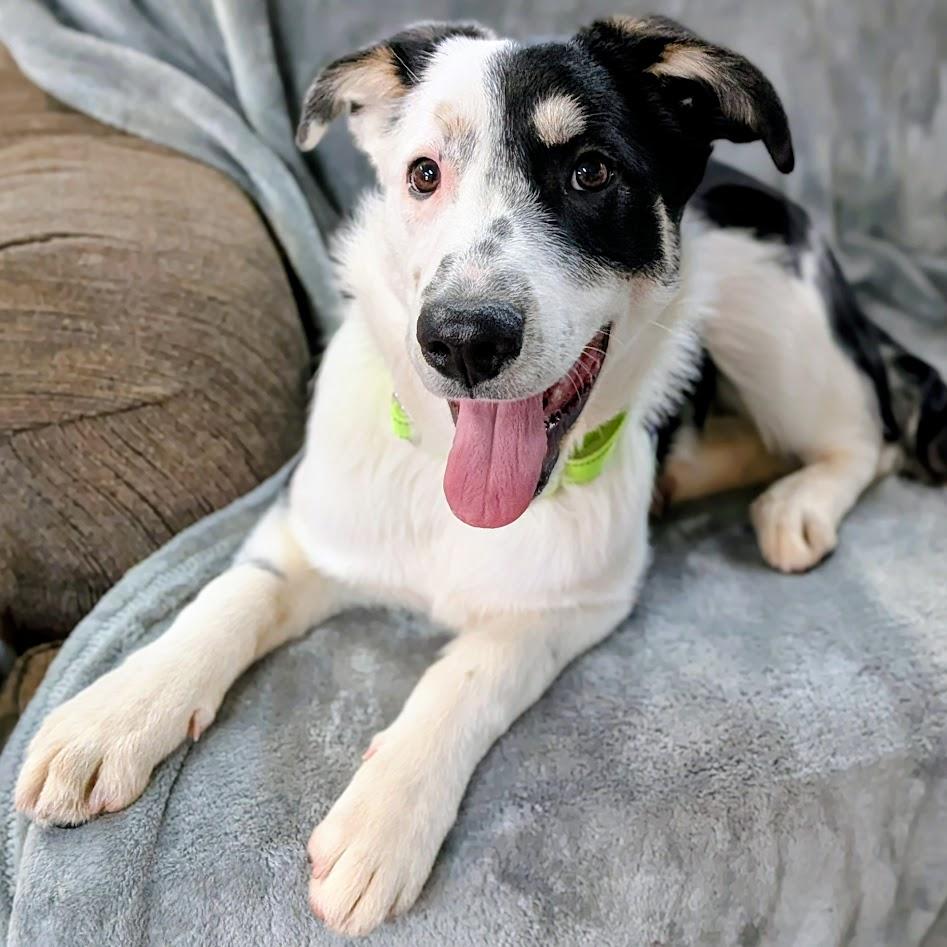 Enlarge Patches, an adoptable mixed breed in St. George, UT image 6/6