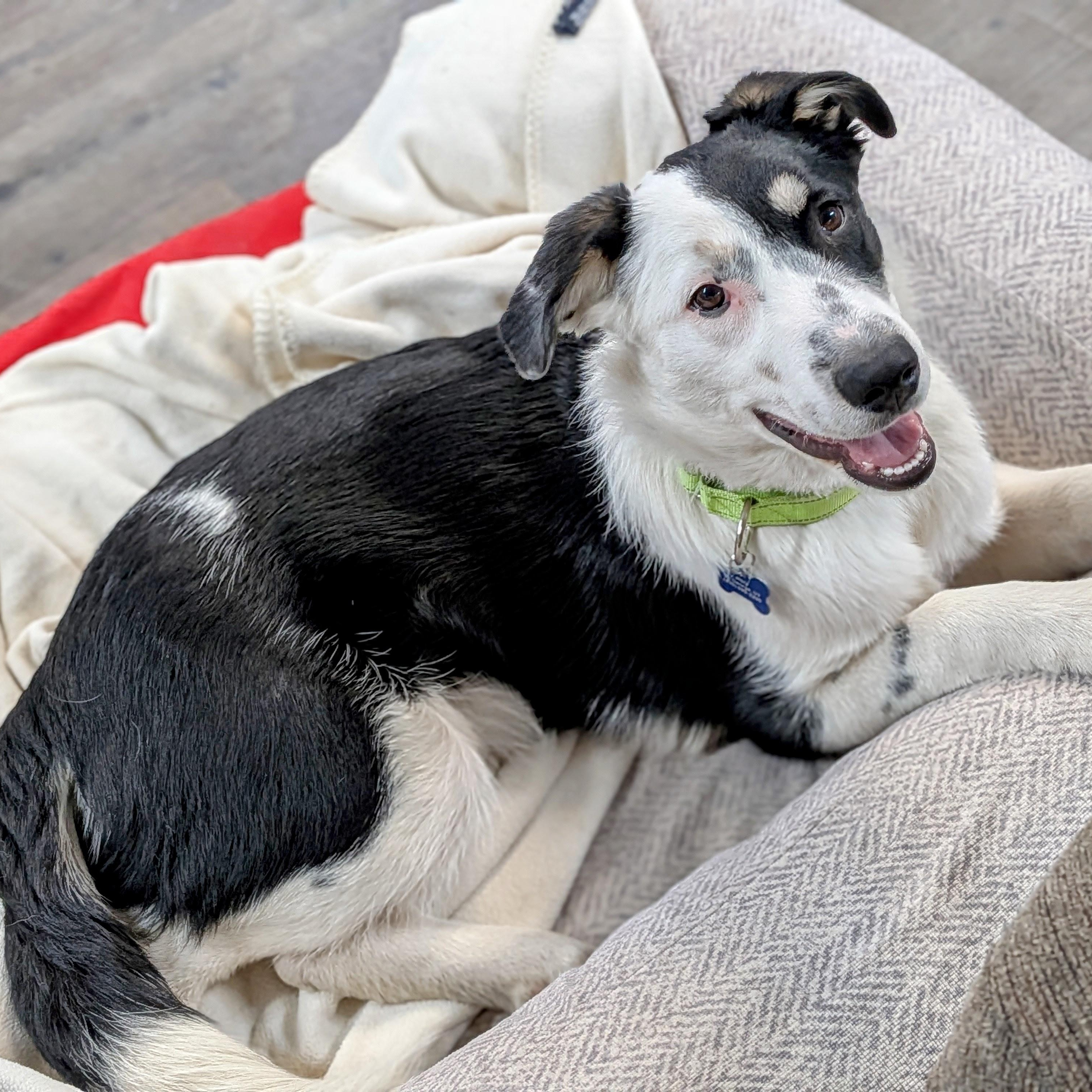 Enlarge Patches, an adoptable mixed breed in St. George, UT image 5/6