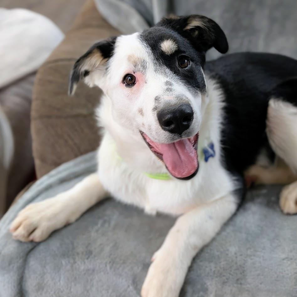 Enlarge Patches, an adoptable mixed breed in St. George, UT image 1/6