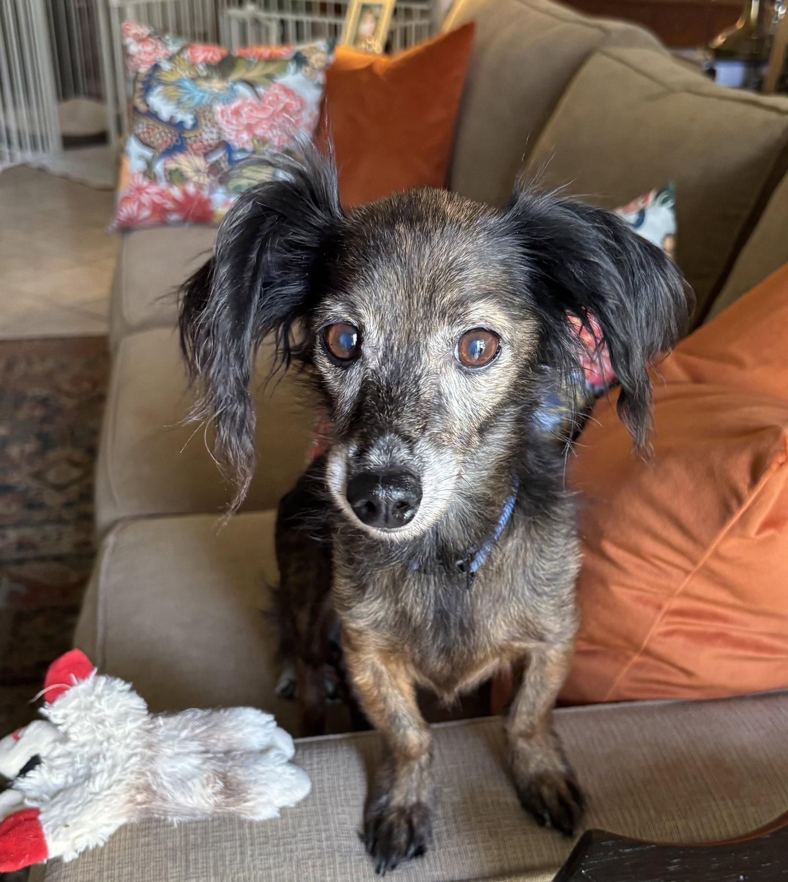 Chad, Adoptable, Senior Male Dachshund & Papillon.