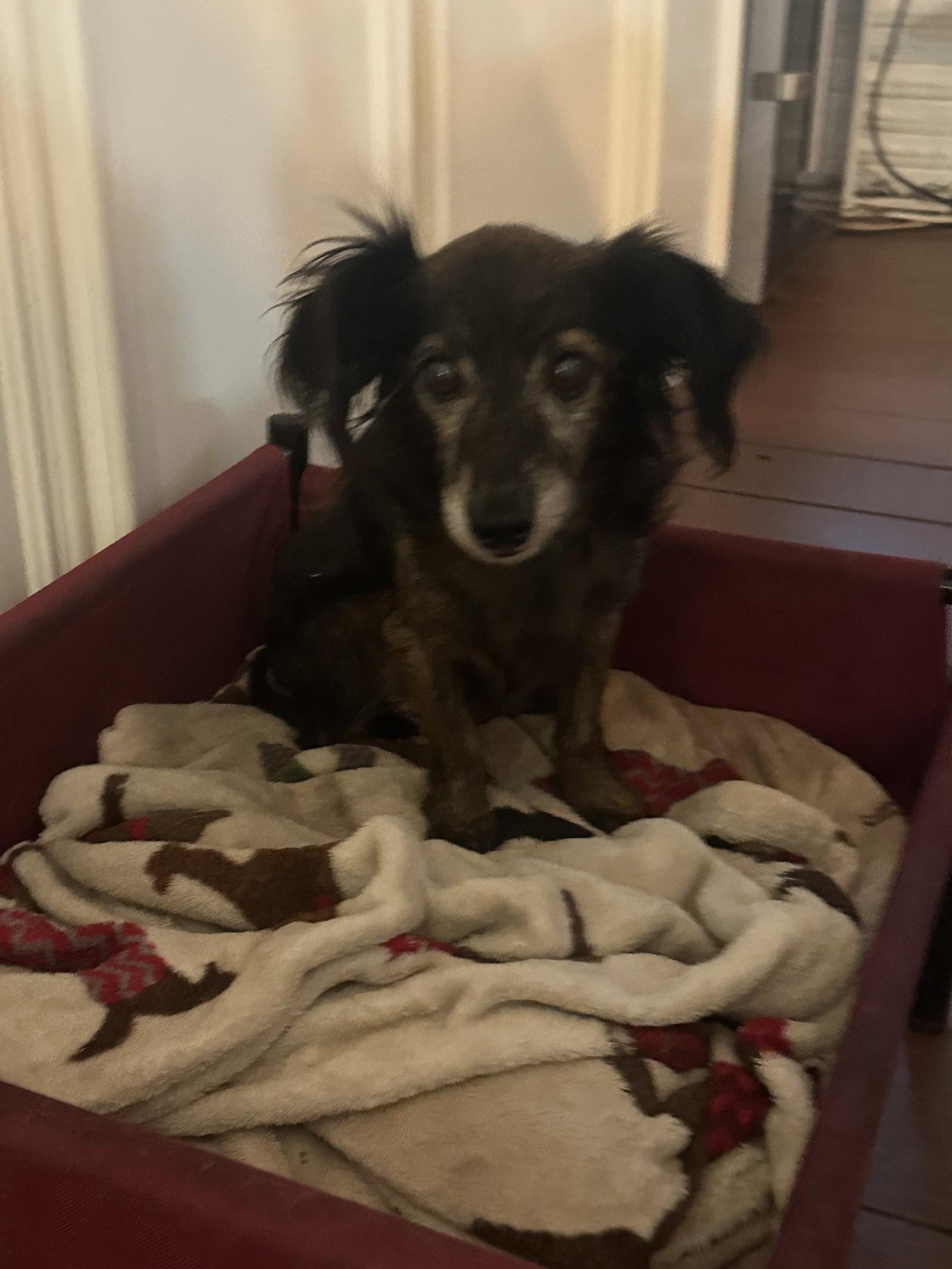 Chad, Adoptable, Senior Male Dachshund.