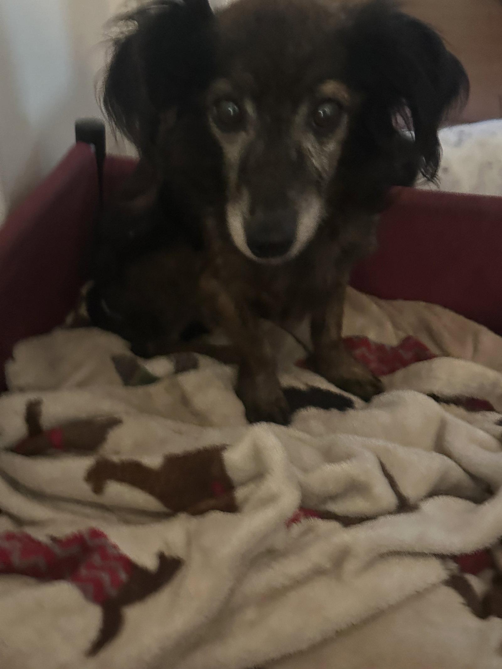 Enlarge Chad, a Adoptable Dachshund in Pearland, TX image 2/3