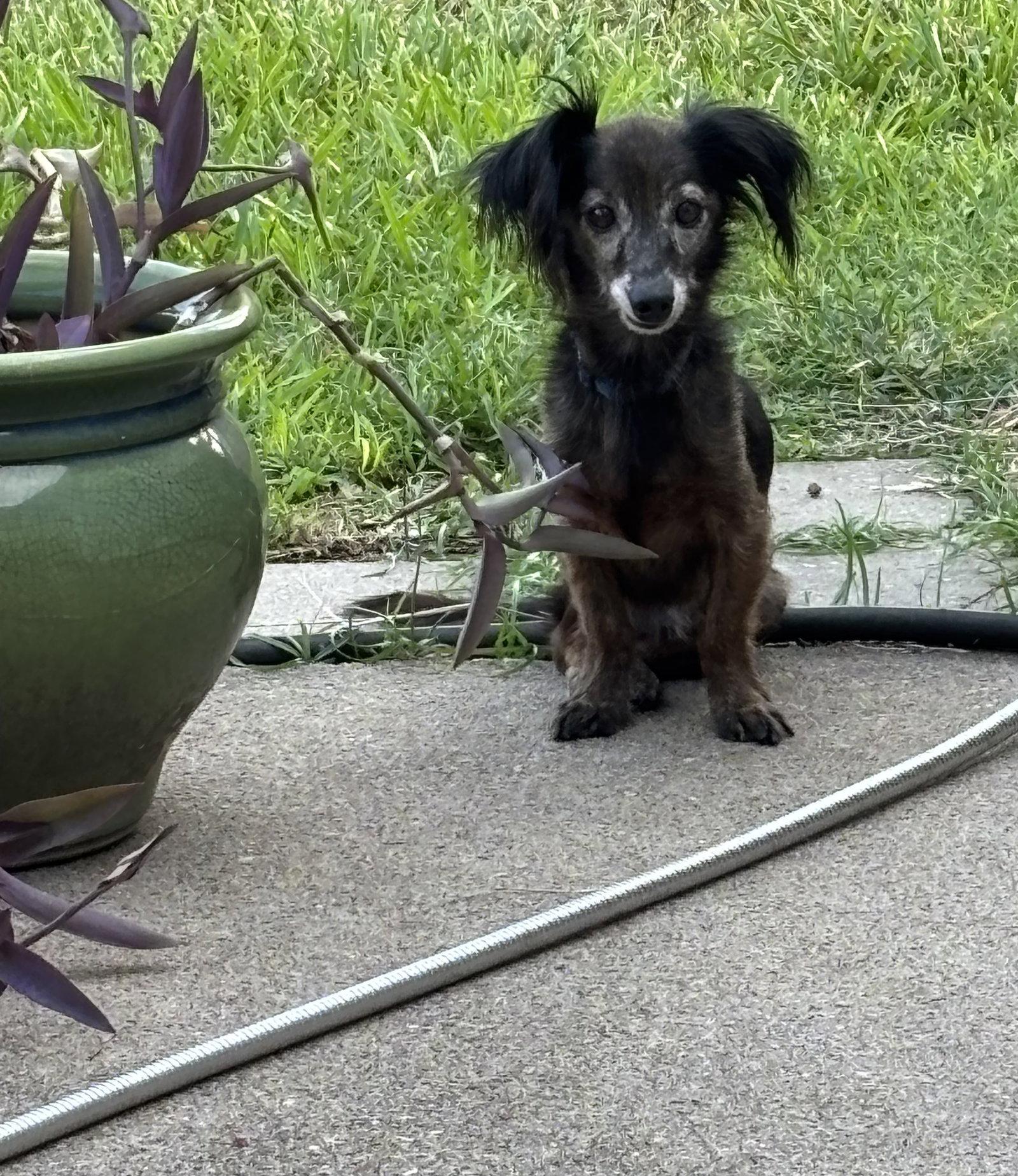 Enlarge Chad, a Adoptable mixed breed in Pearland, TX image 2/3