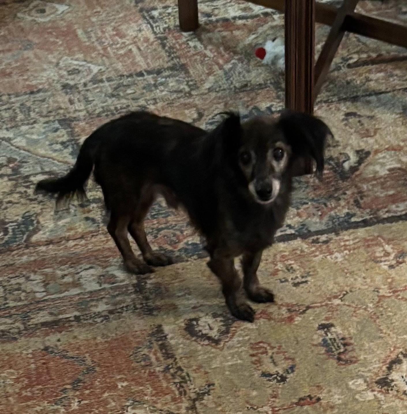 Enlarge Chad, a Adoptable mixed breed in Pearland, TX image 3/3