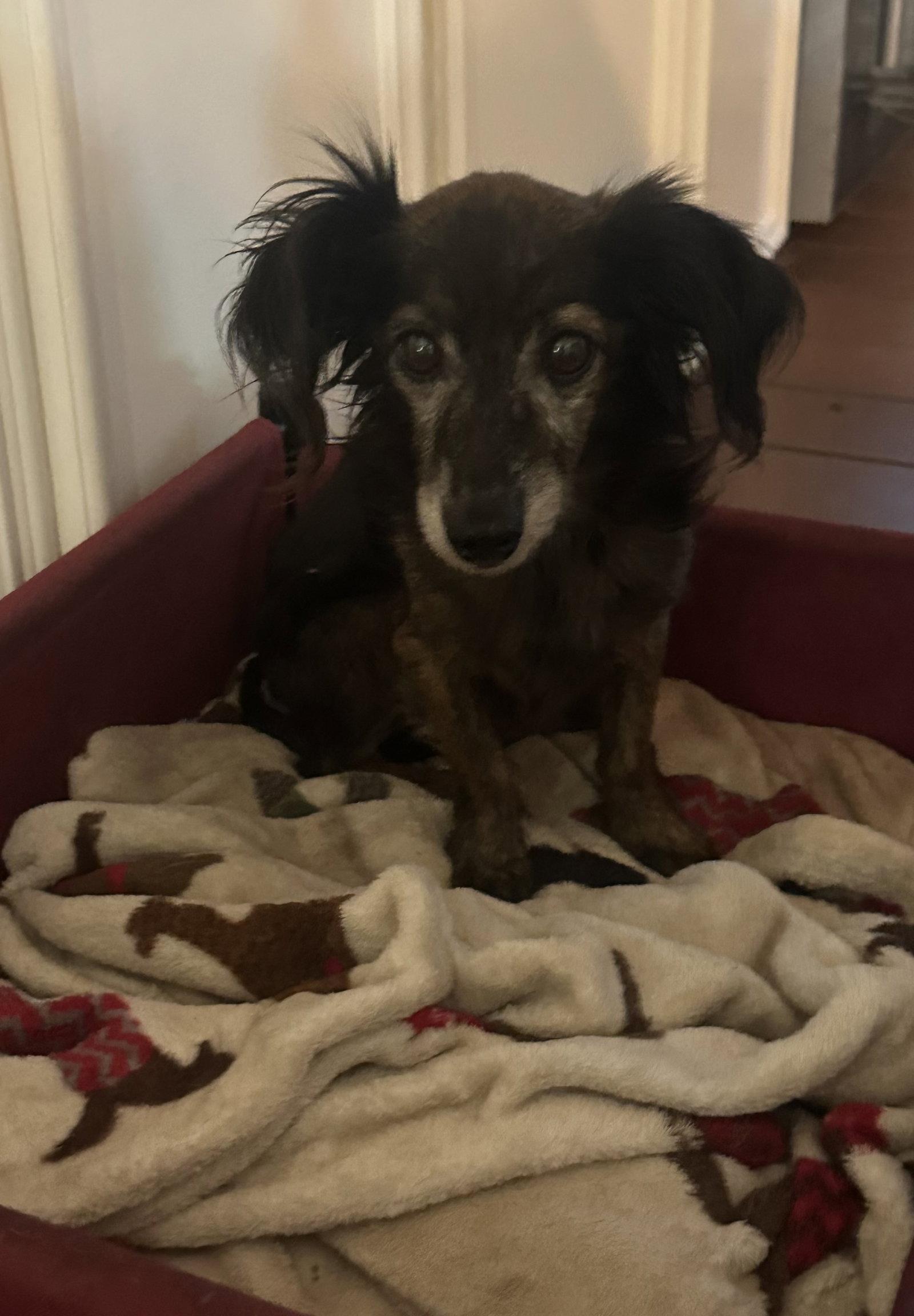 Enlarge Chad, a Adoptable Dachshund in Pearland, TX image 3/3
