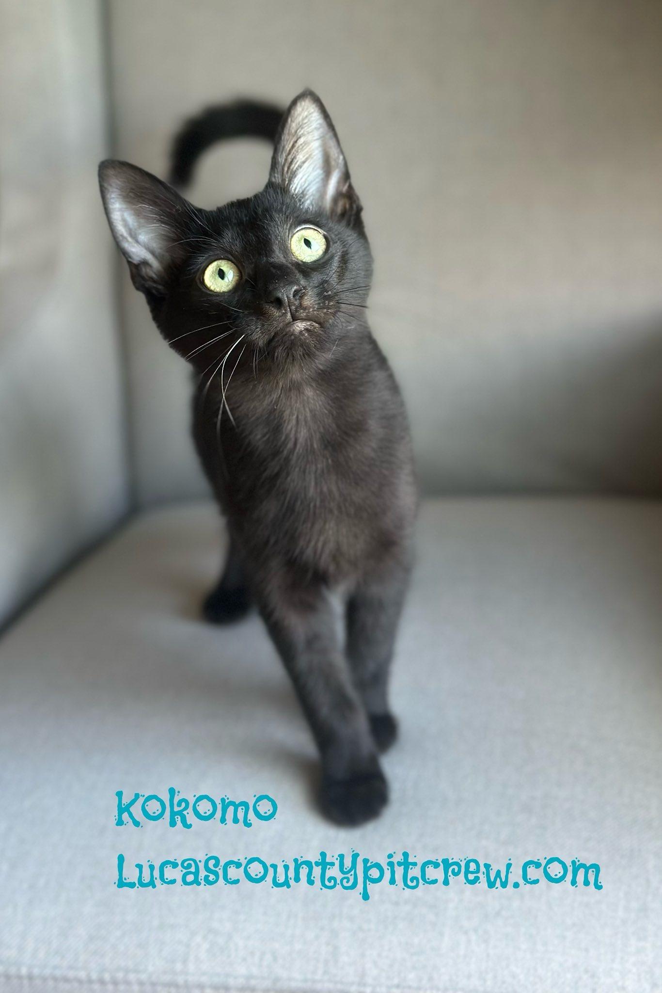 Enlarge Kokomo, a Adoptable mixed breed in Toledo, OH image 2/2