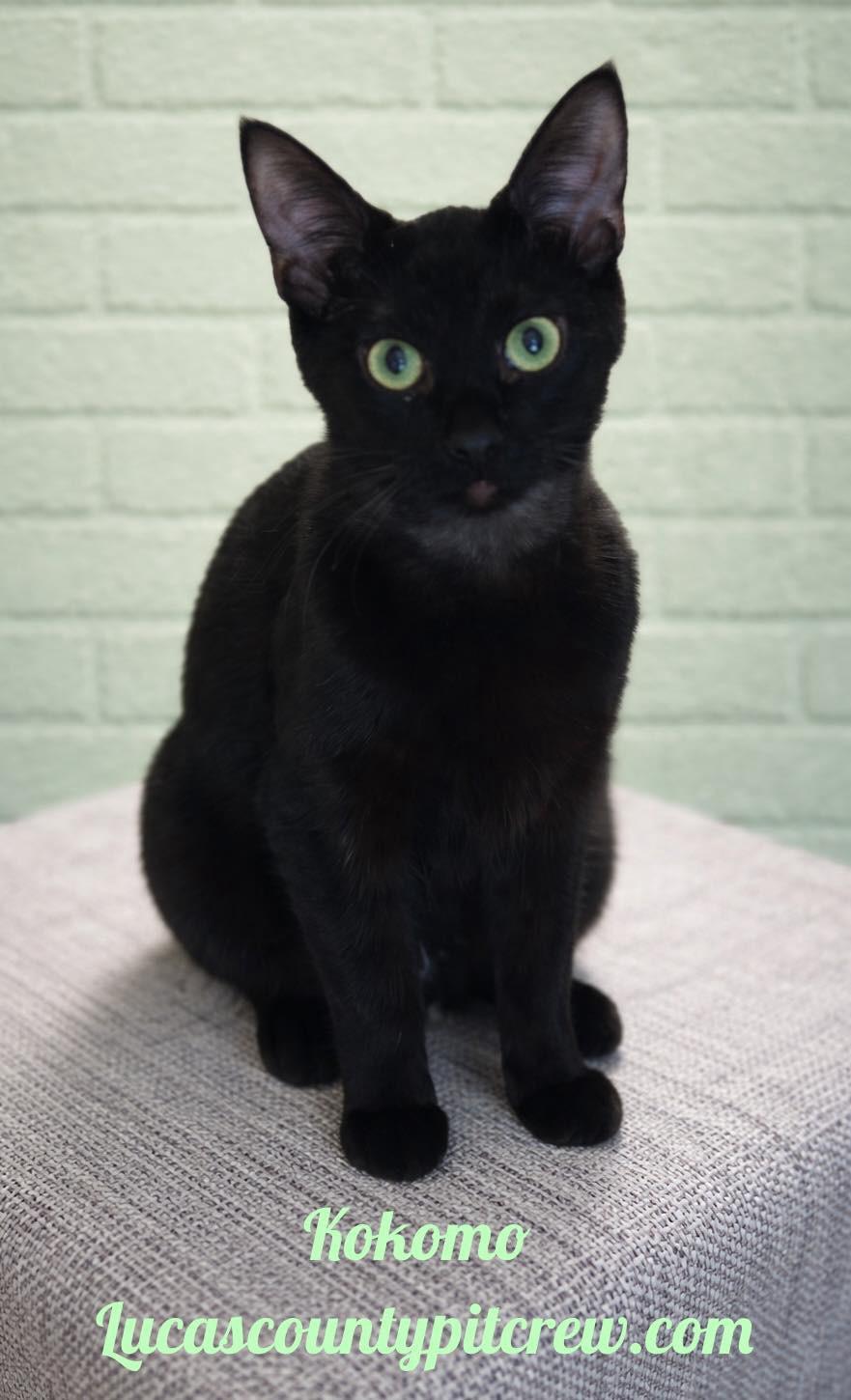 Kokomo, Adoptable, Kitten Male American Shorthair & Domestic Short Hair.