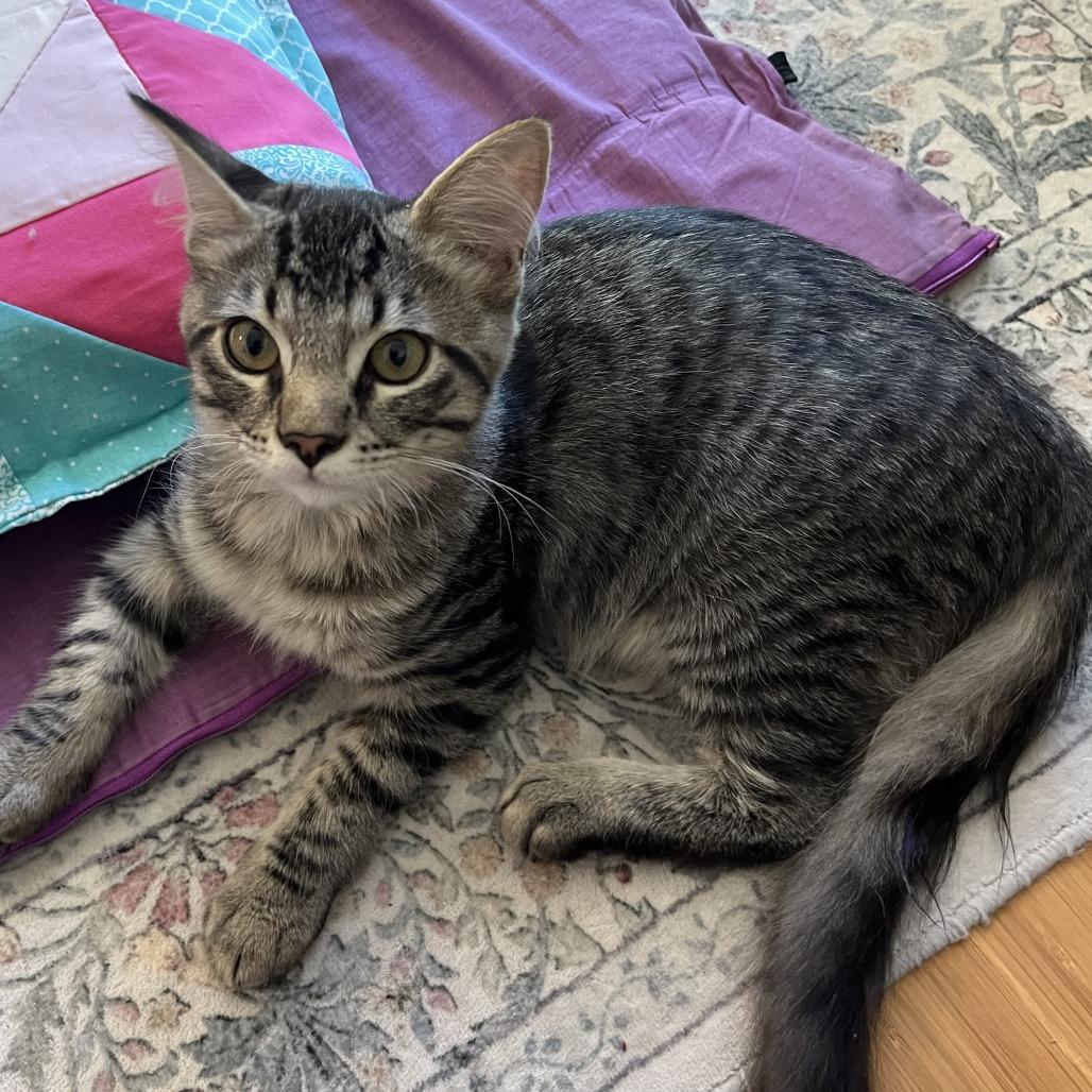 Rascal, Adoptable, Kitten Male Domestic Medium Hair.