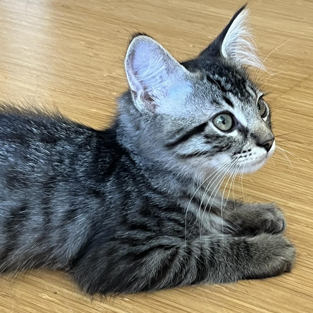 Enlarge Rascal, a Adoptable Domestic Medium Hair in Santa Rosa, CA image 2/6