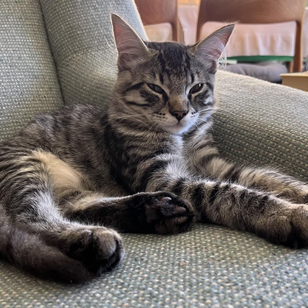 Enlarge Rascal, a Adoptable Domestic Medium Hair in Santa Rosa, CA image 3/6