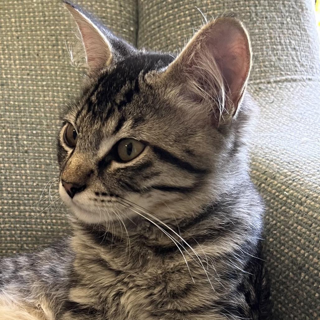 Enlarge Rascal, a Adoptable Domestic Medium Hair in Santa Rosa, CA image 4/6