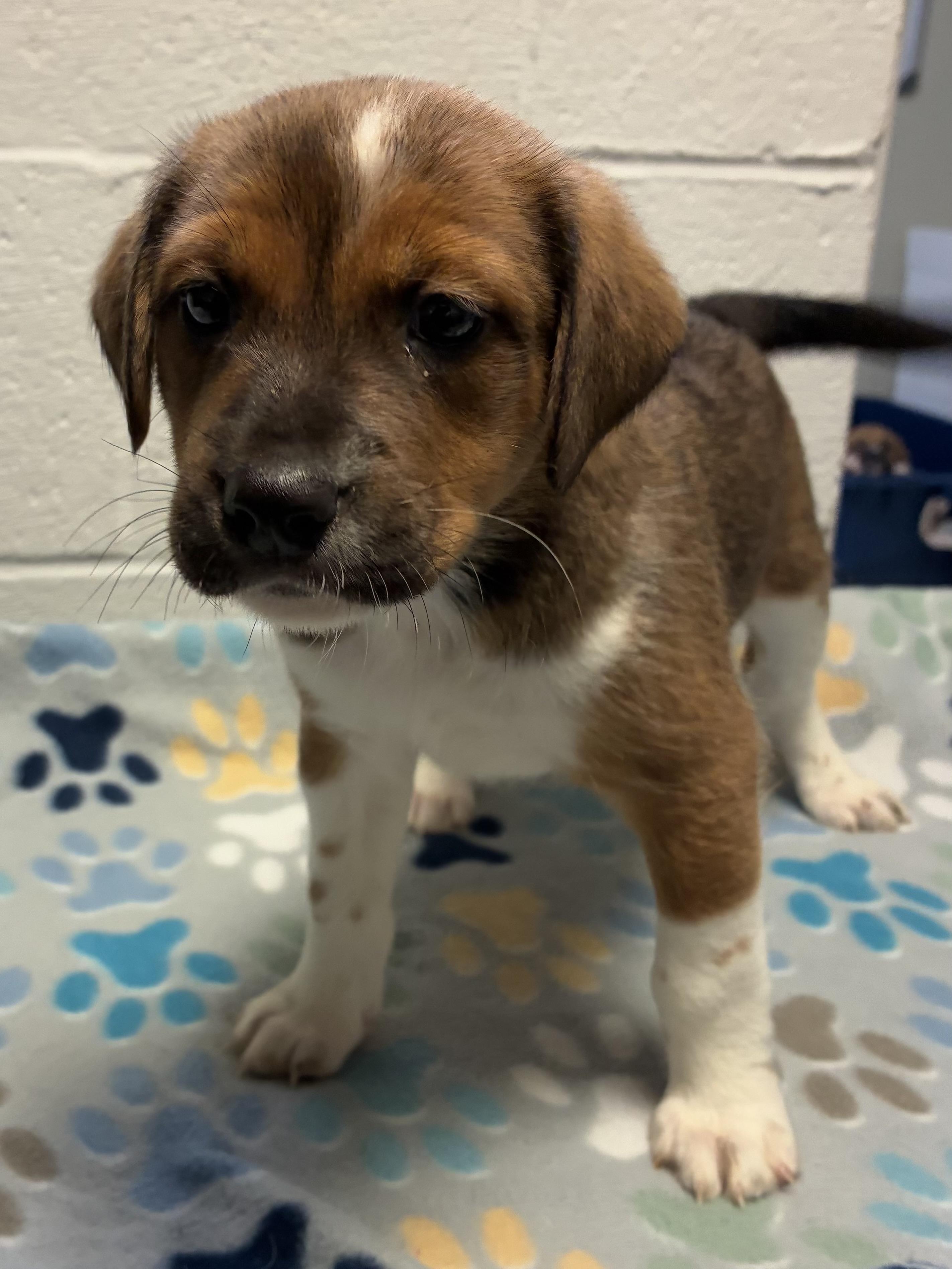 Enlarge Felicity, a ADOPTABLE mixed breed in Heathsville, VA image 1/2