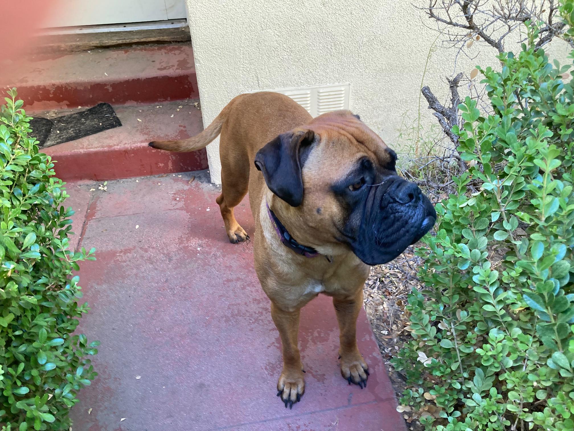 Fern. - CA, a Adopted Bullmastiff in Los Angeles , CA image 2/5