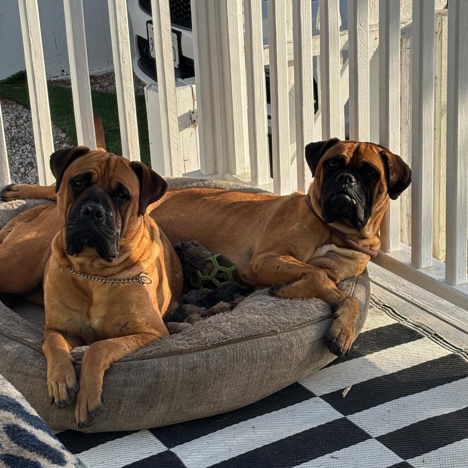 Fern. - CA, a Adopted Bullmastiff in Los Angeles , CA image 3/5