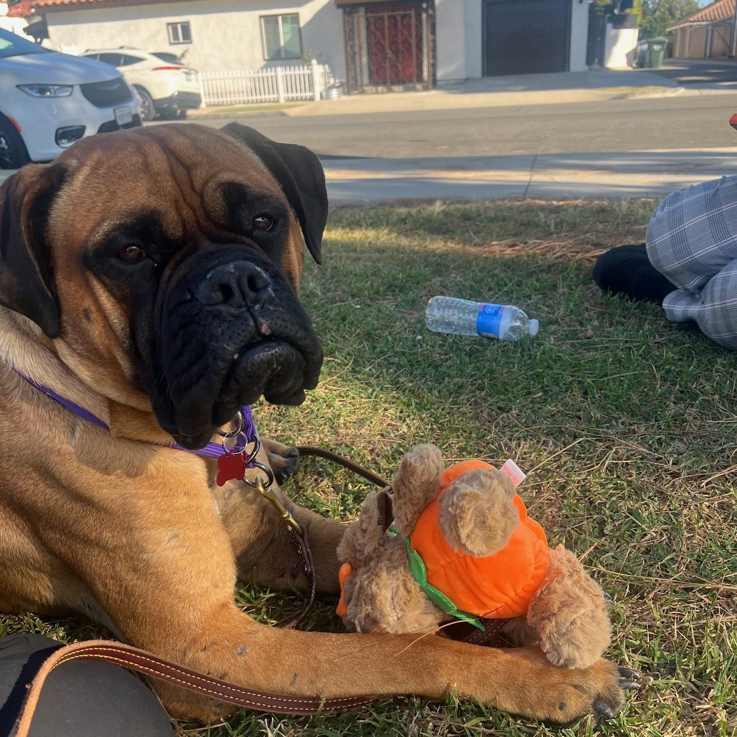 Fern. - CA, a Adopted Bullmastiff in Los Angeles , CA image 4/5