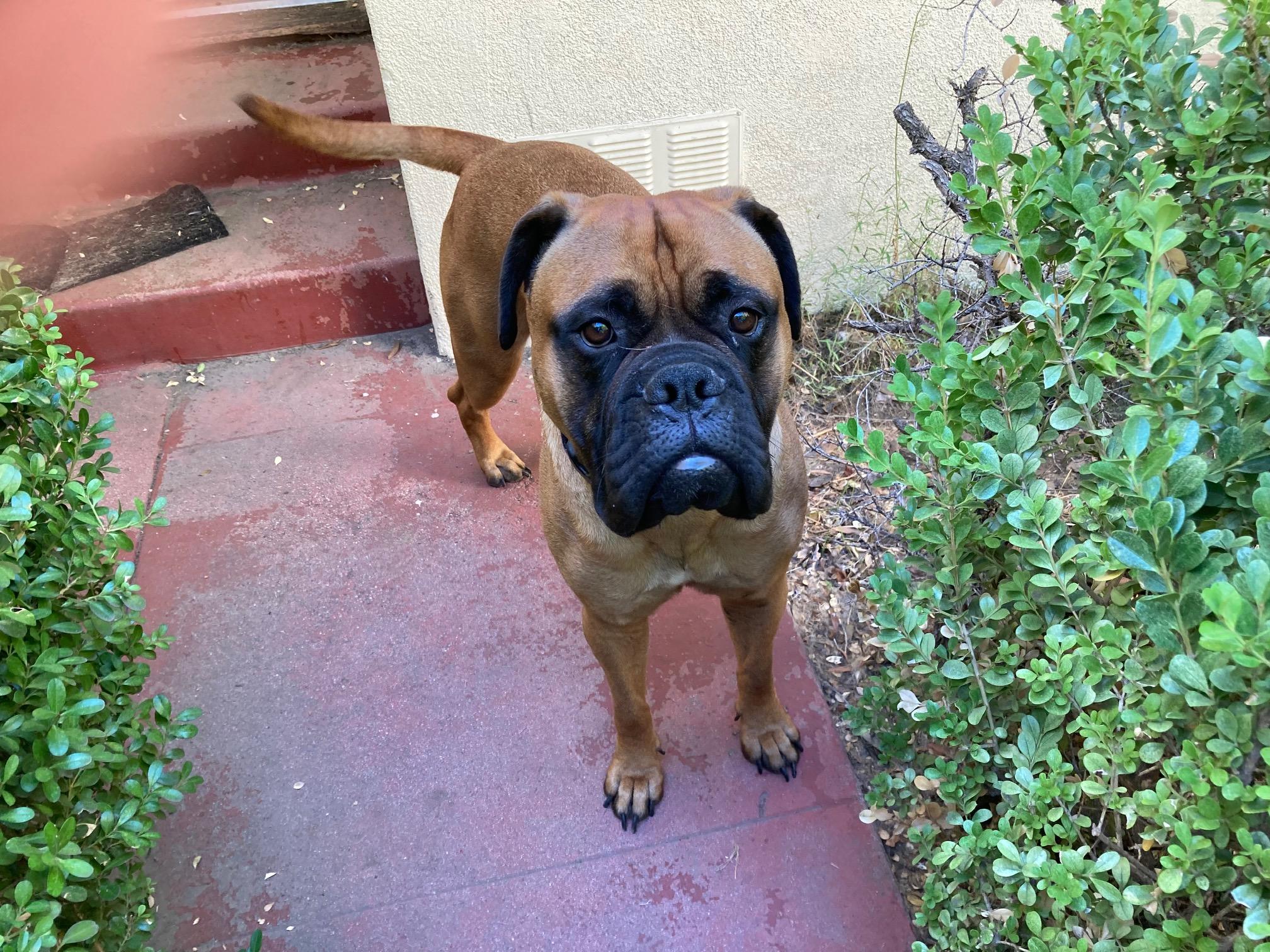 Fern. - CA, a Adopted Bullmastiff in Los Angeles , CA image 5/5