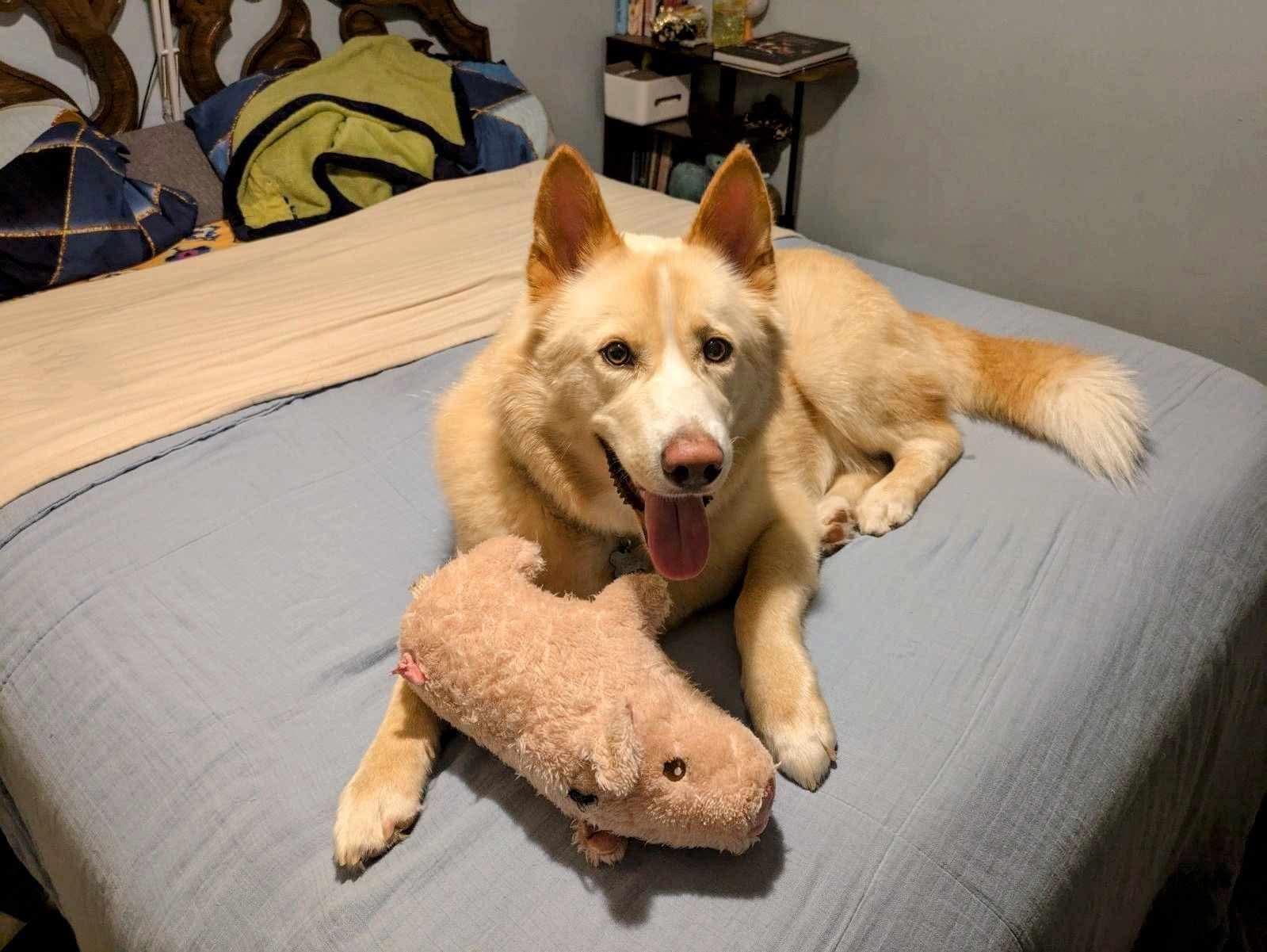 Enlarge FOXY- Houston TX, an adopted mixed breed in Alvin, TX image 1/1