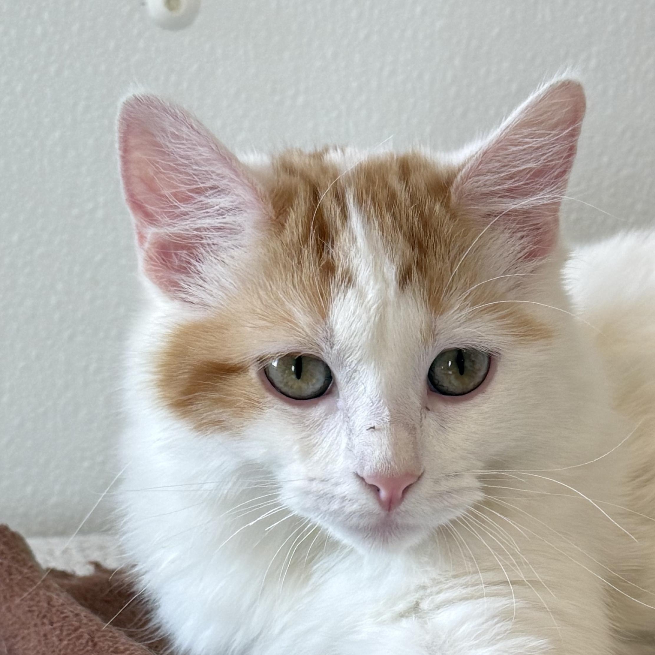 Chili, adopted, Kitten Female Domestic Short Hair.
