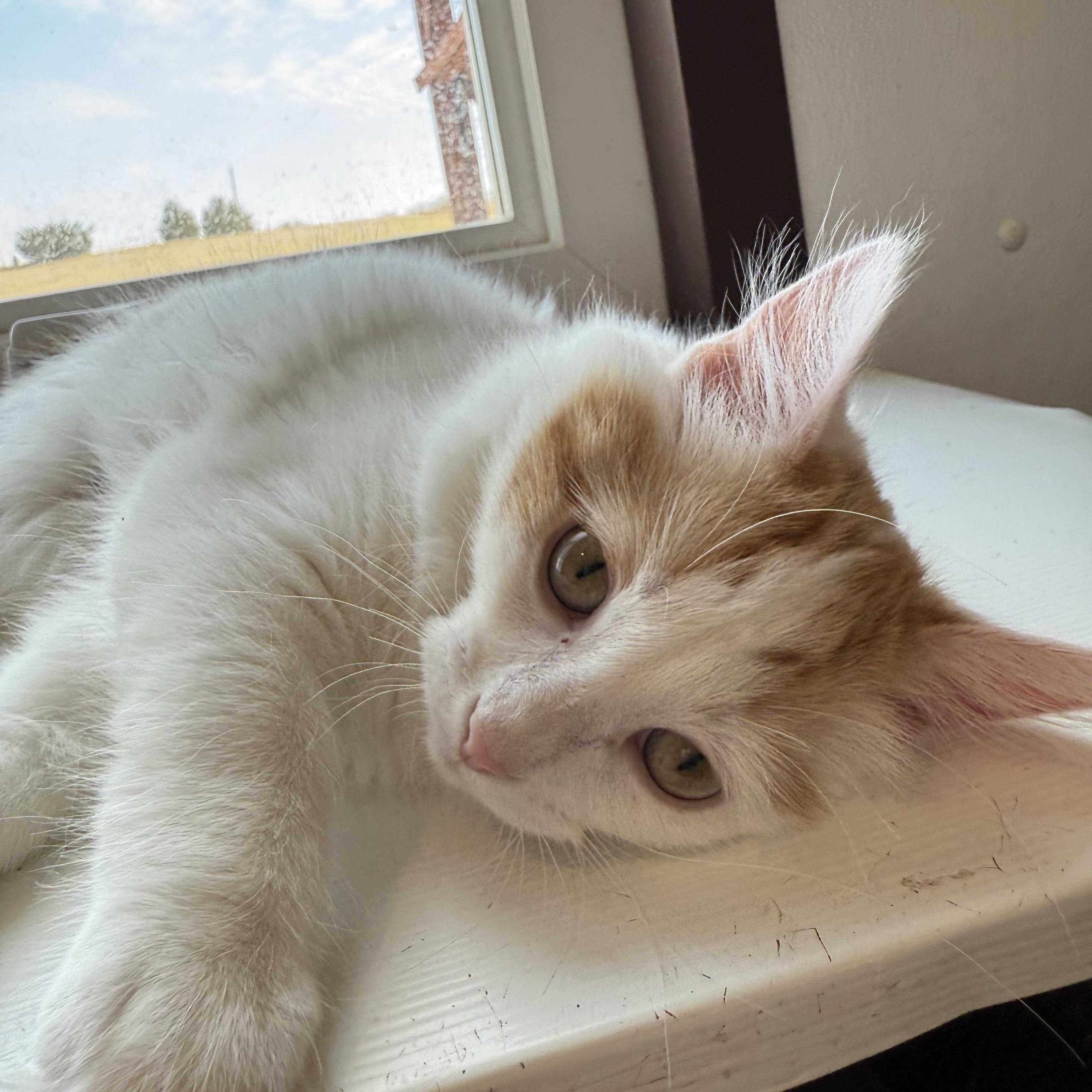Enlarge Chili, an adopted Domestic Short Hair in Auburn, NE image 4/4