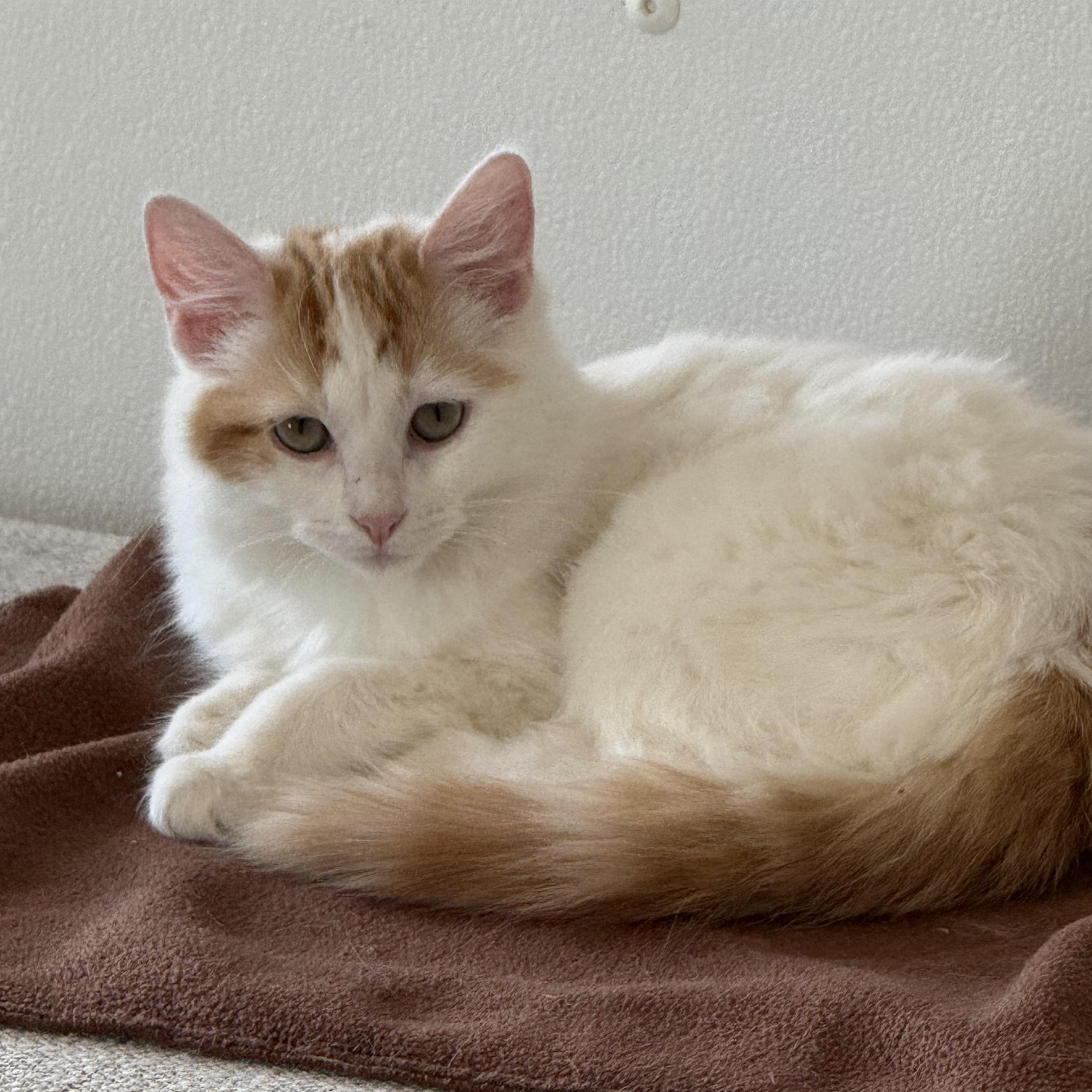 Enlarge Chili, an adopted Domestic Short Hair in Auburn, NE image 3/4