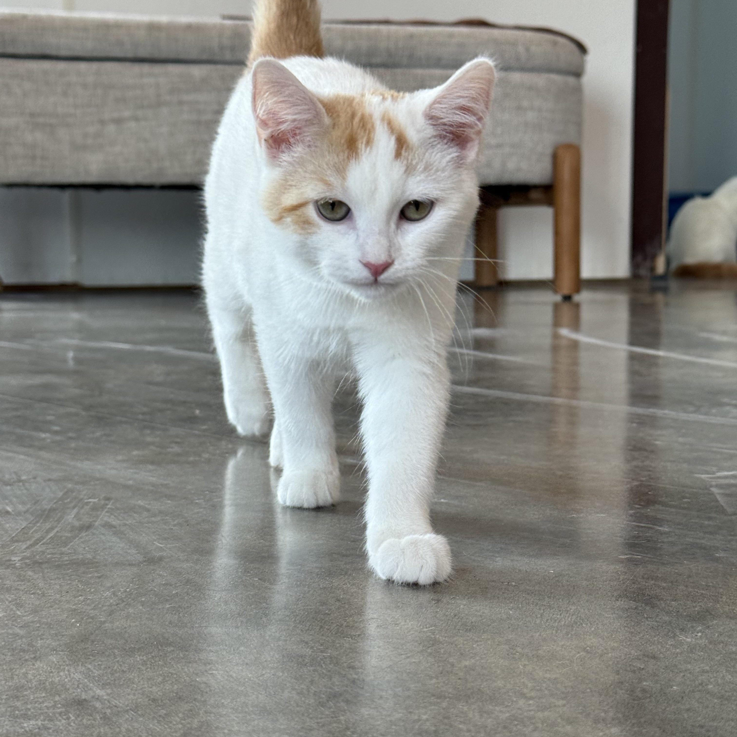 Enlarge Chili, an adopted Domestic Short Hair in Auburn, NE image 2/4