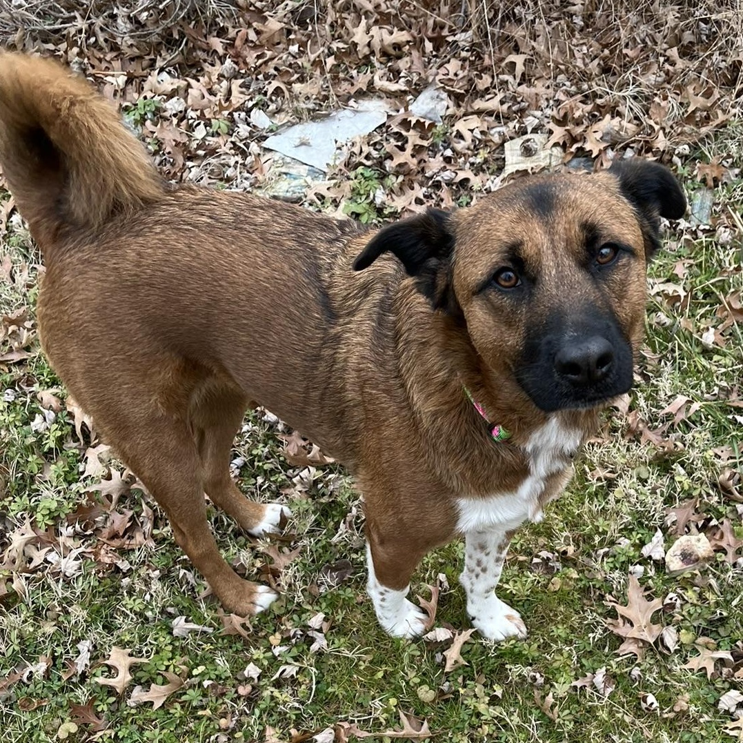 Coco, ADOPTABLE, Adult Female Shepherd.
