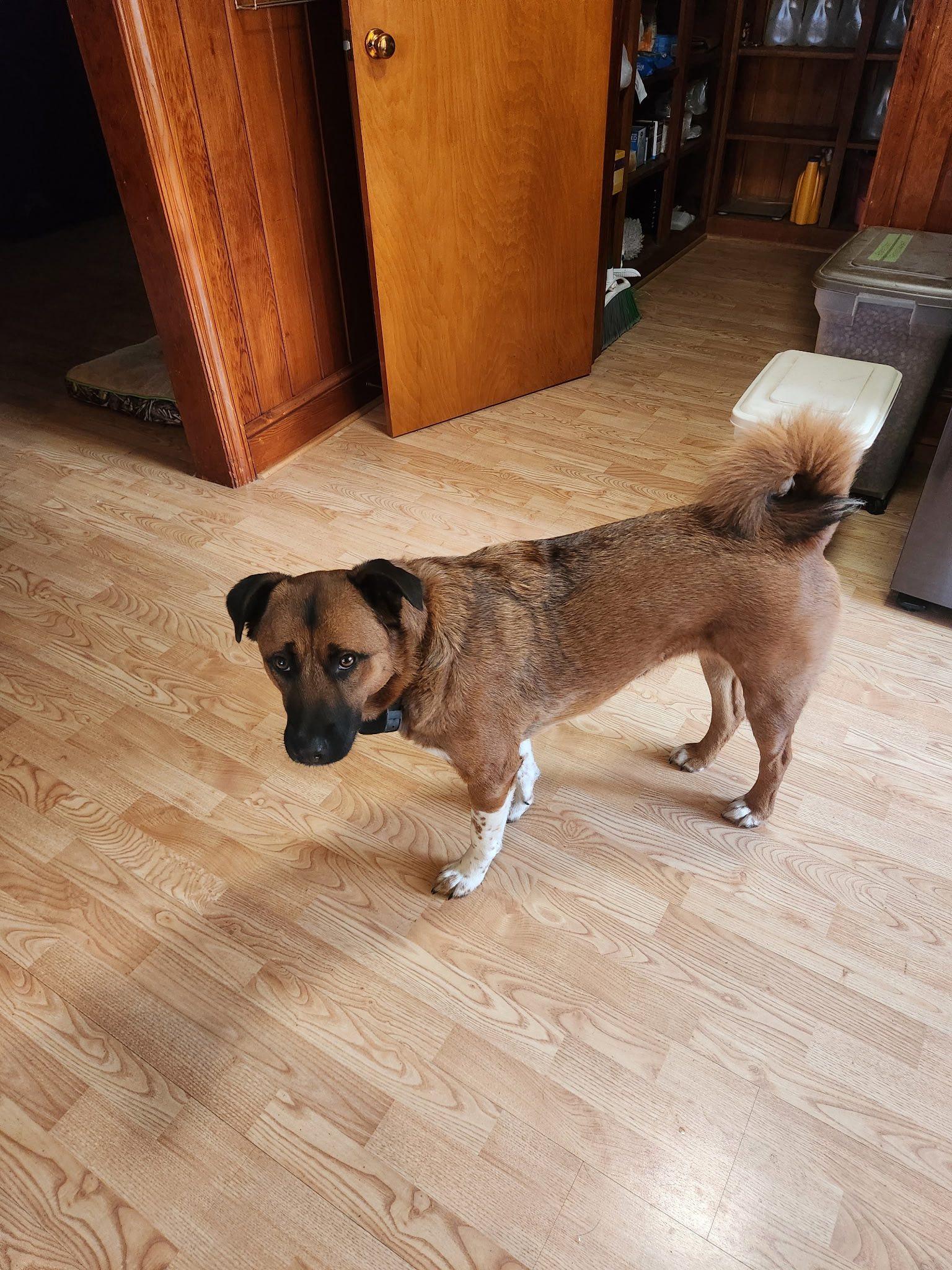 Enlarge Coco, a ADOPTABLE mixed breed in Columbia, MD image 2/2