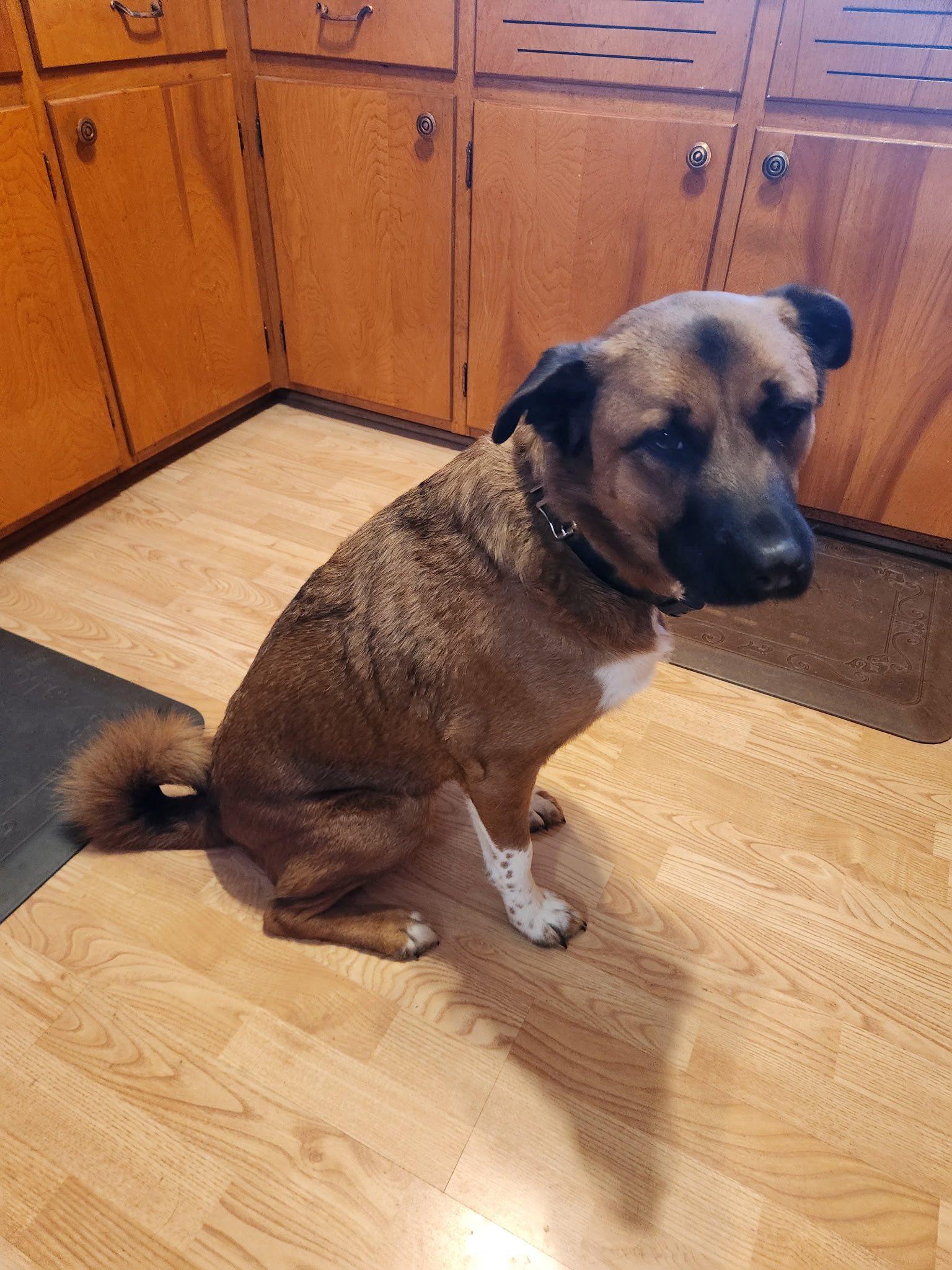 Enlarge Coco, a ADOPTABLE mixed breed in Columbia, MD image 1/2