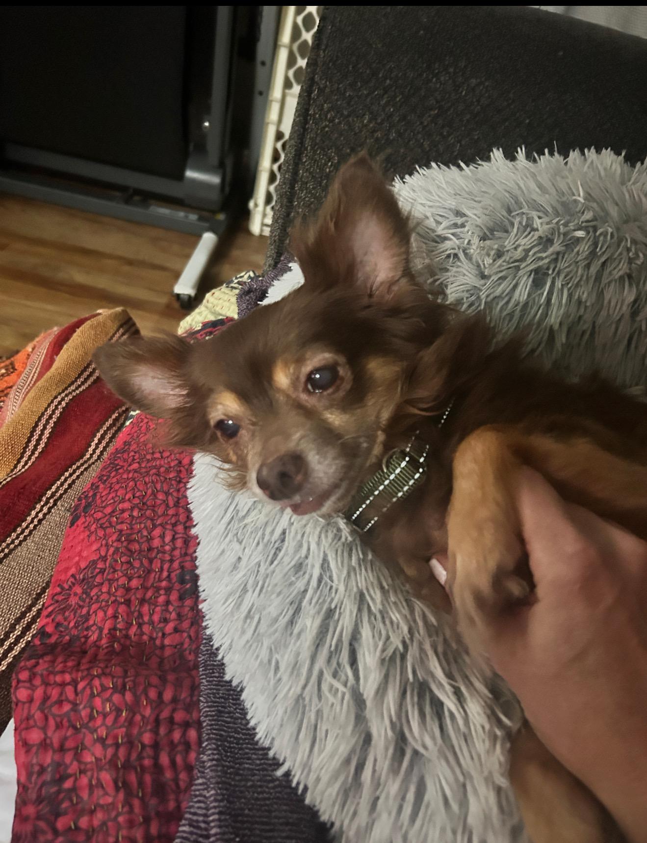 Enlarge Scrappy, a ADOPTABLE Chihuahua in East Lansing, MI image 5/5
