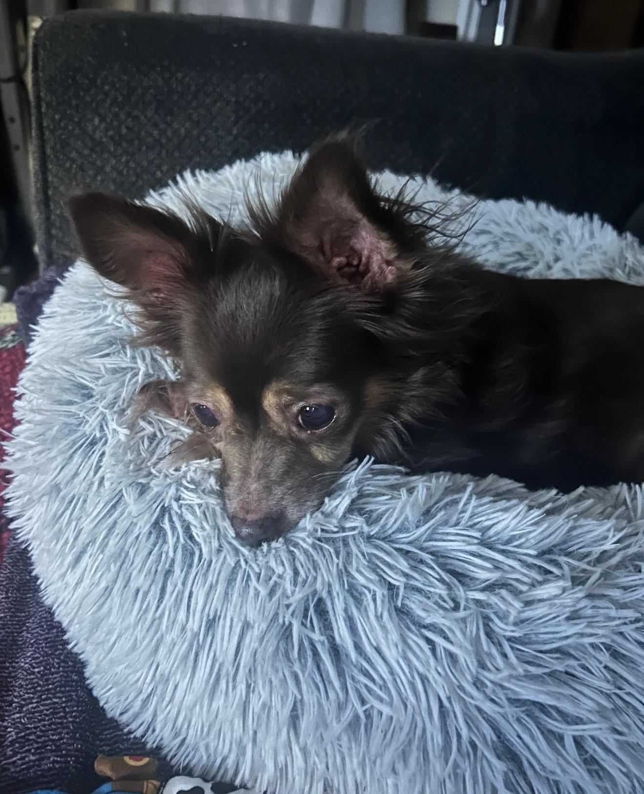 Enlarge Scrappy, a ADOPTABLE Chihuahua in East Lansing, MI image 3/5