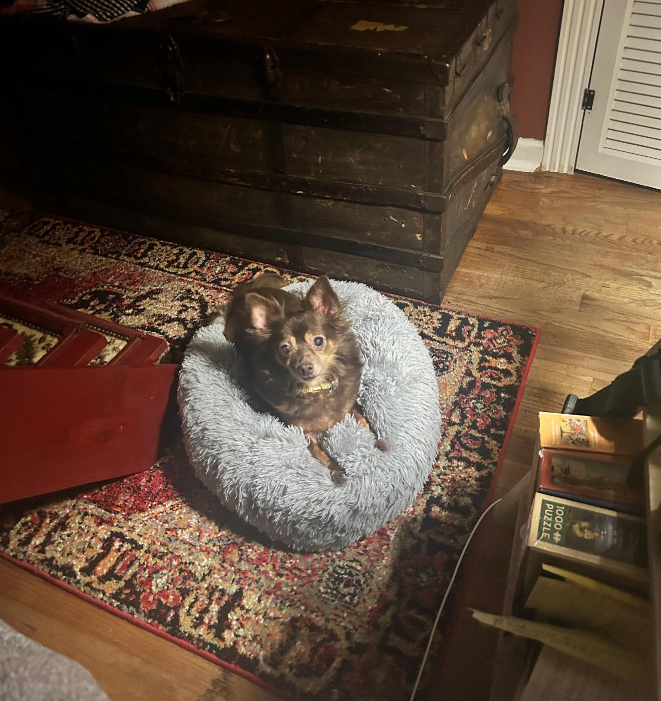 Enlarge Scrappy, a ADOPTABLE Chihuahua in East Lansing, MI image 4/5