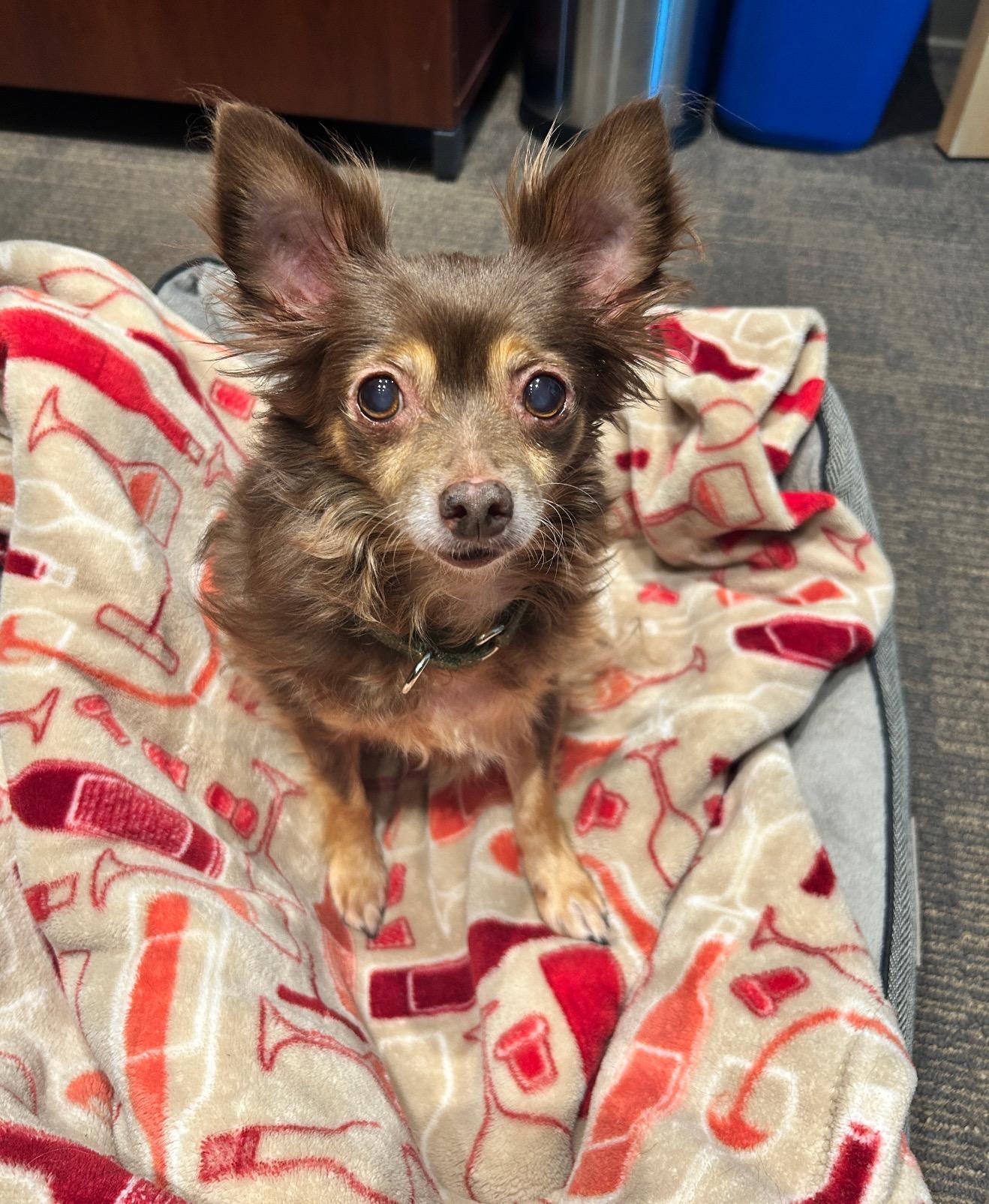 Enlarge Scrappy, a ADOPTABLE Chihuahua in East Lansing, MI image 2/5