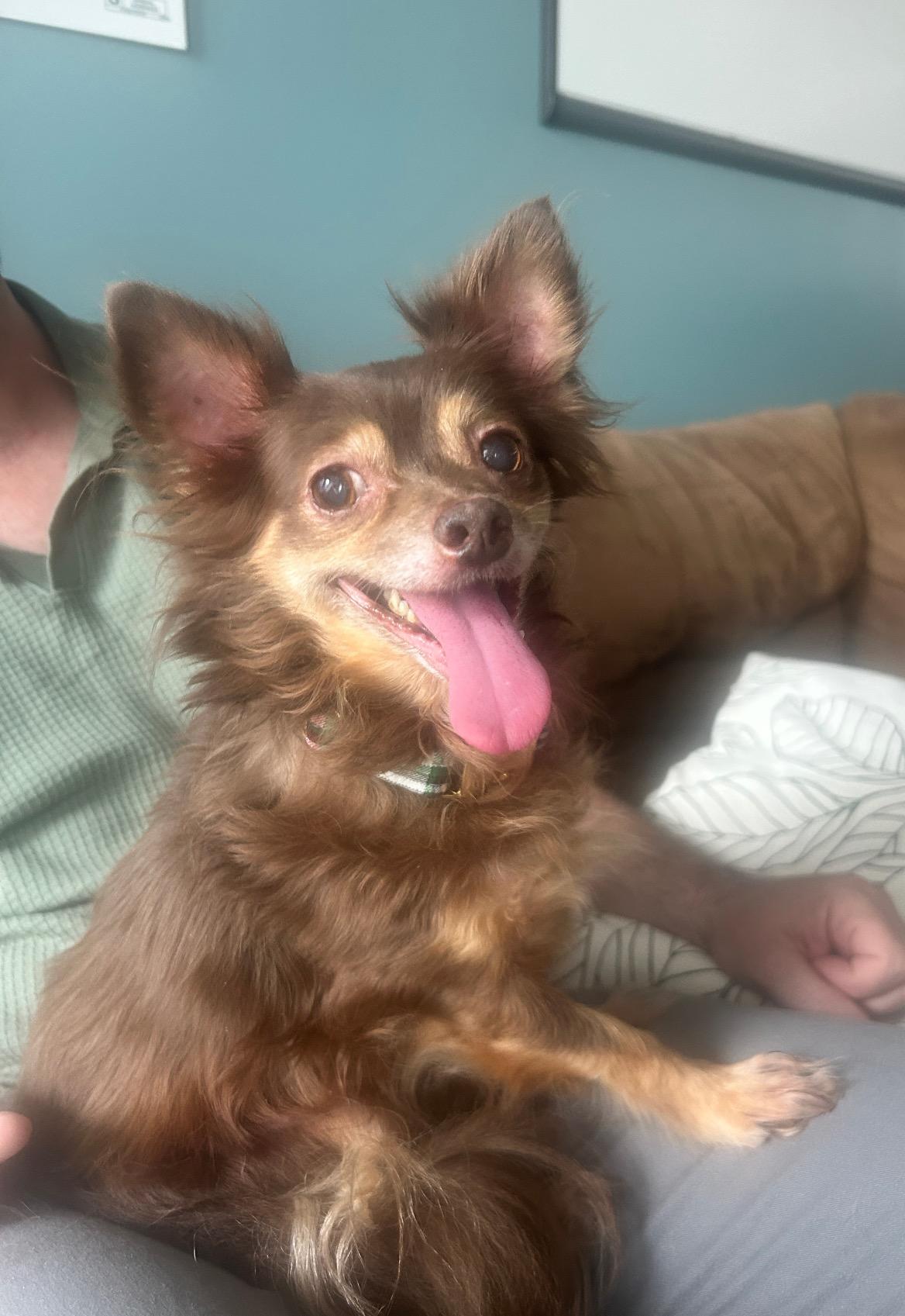 Scrappy, ADOPTABLE, Senior Male Chihuahua.