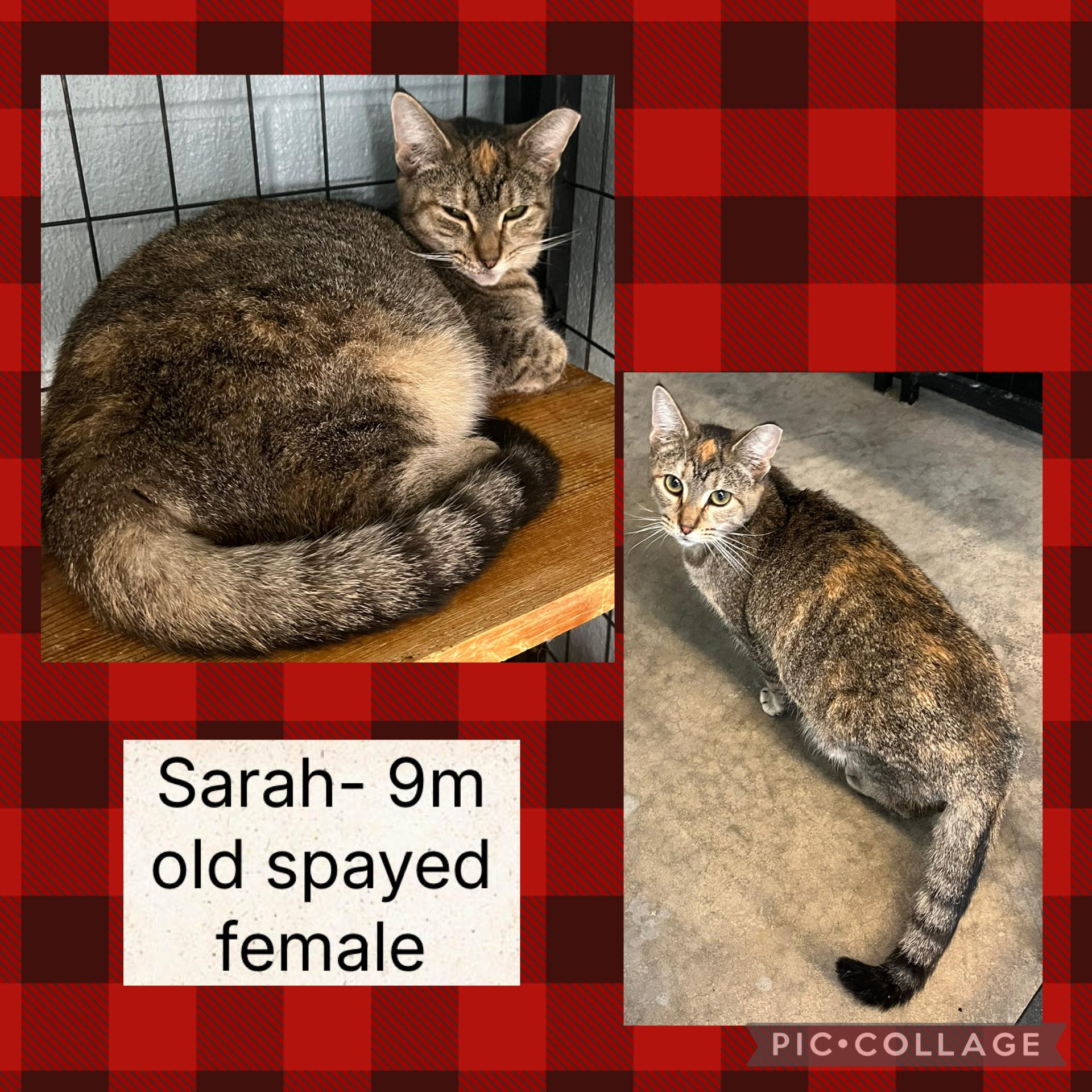 Enlarge Sarah, a ADOPTABLE Domestic Short Hair in Bryan, OH image 1/1