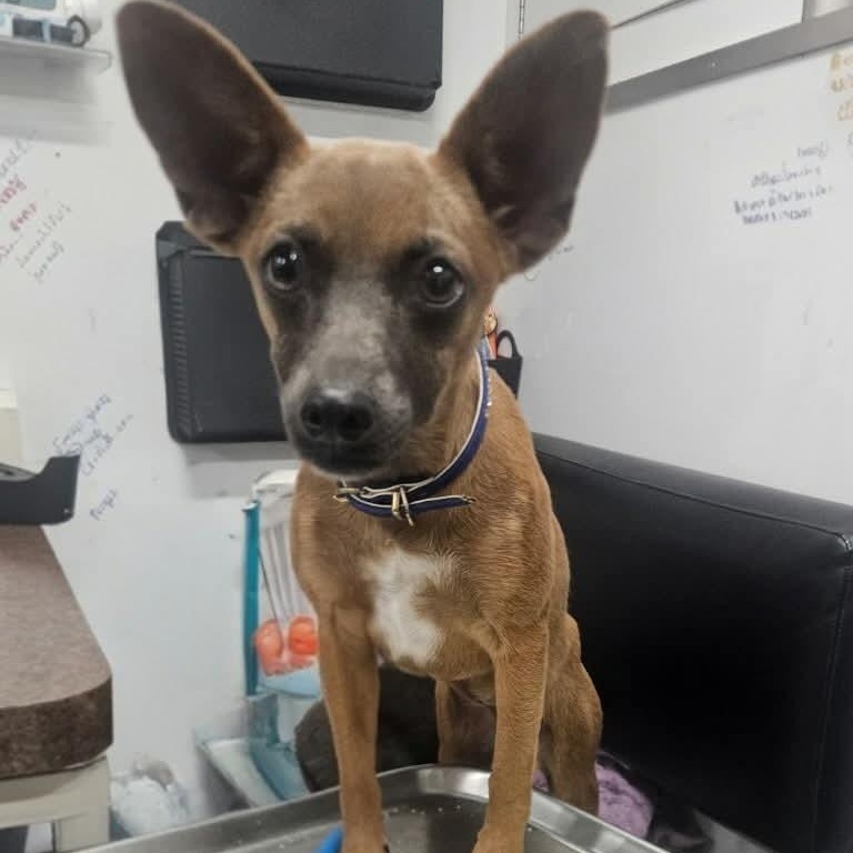 Stevie, Adoptable, Puppy Female Chihuahua & Mixed Breed.