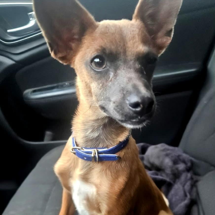 Enlarge Stevie, a Adoptable mixed breed in Albany, NY image 2/5