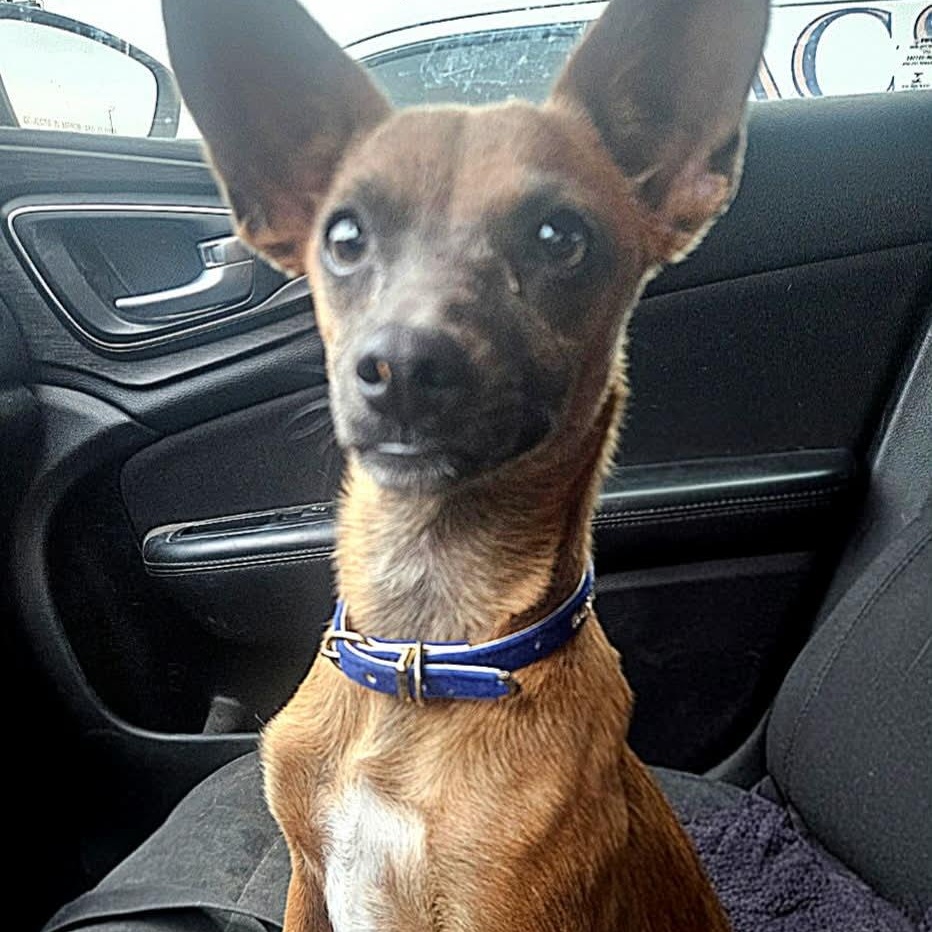 Enlarge Stevie, a Adoptable mixed breed in Albany, NY image 3/5