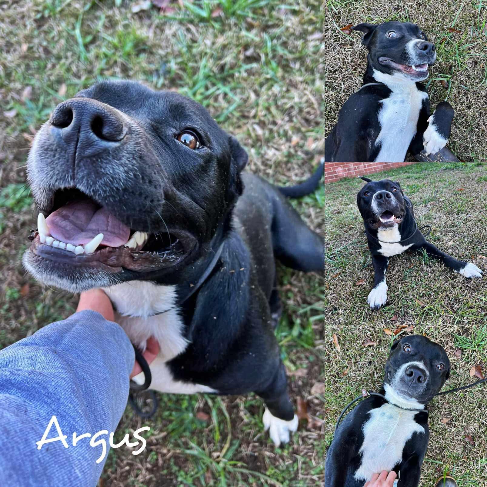Argus, Adoptable, Adult Male Pit Bull Terrier.