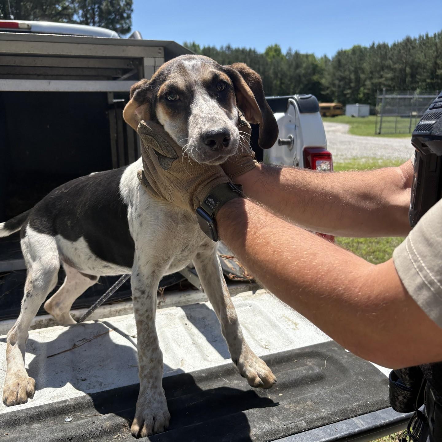 Barney, ADOPTABLE, Puppy Male Bluetick Coonhound.