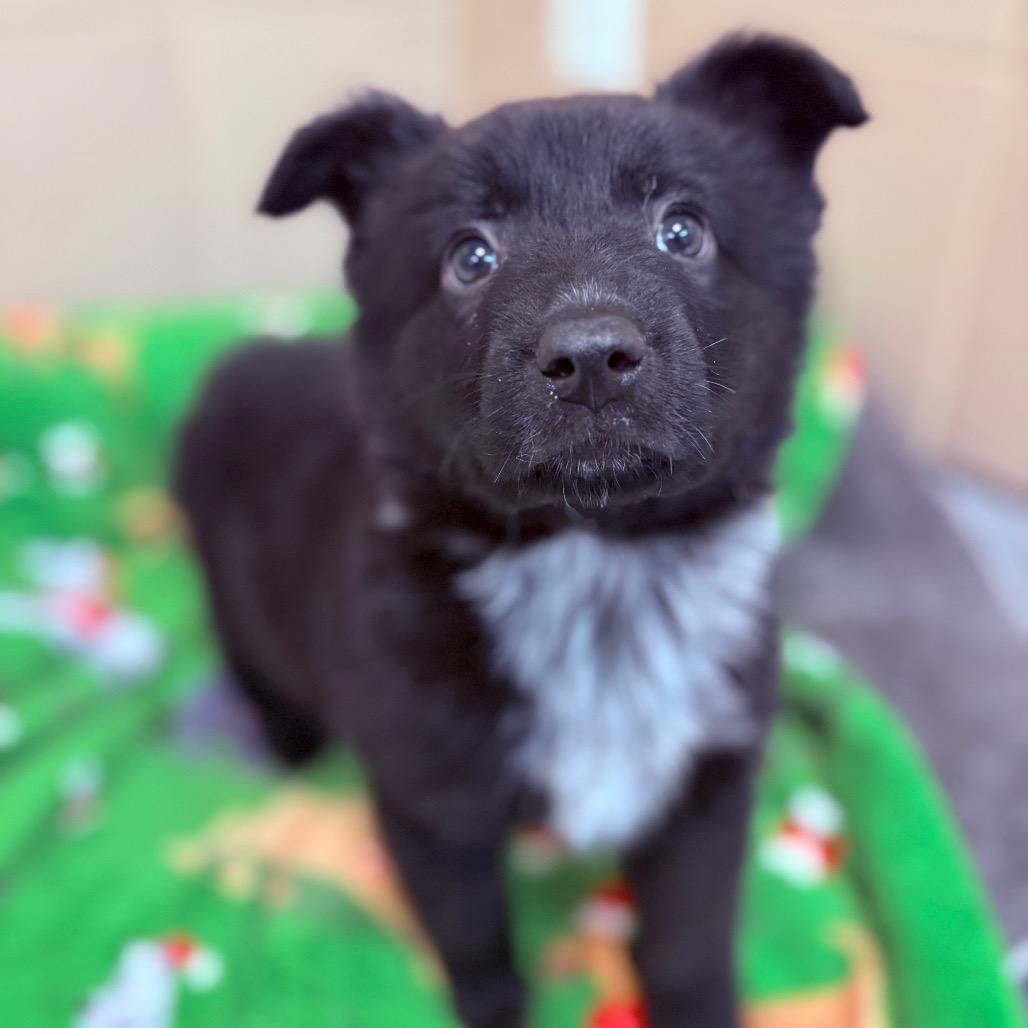 Hans, an adoptable mixed breed image 1/3