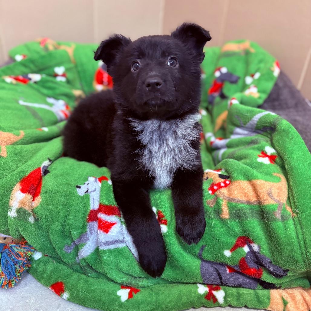 Hans, an adoptable mixed breed image 2/3