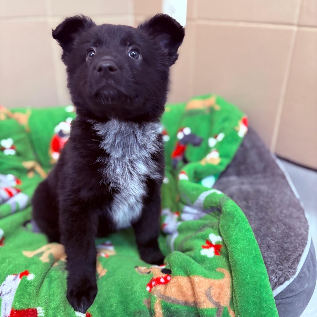 Hans, an adoptable mixed breed image 3/3