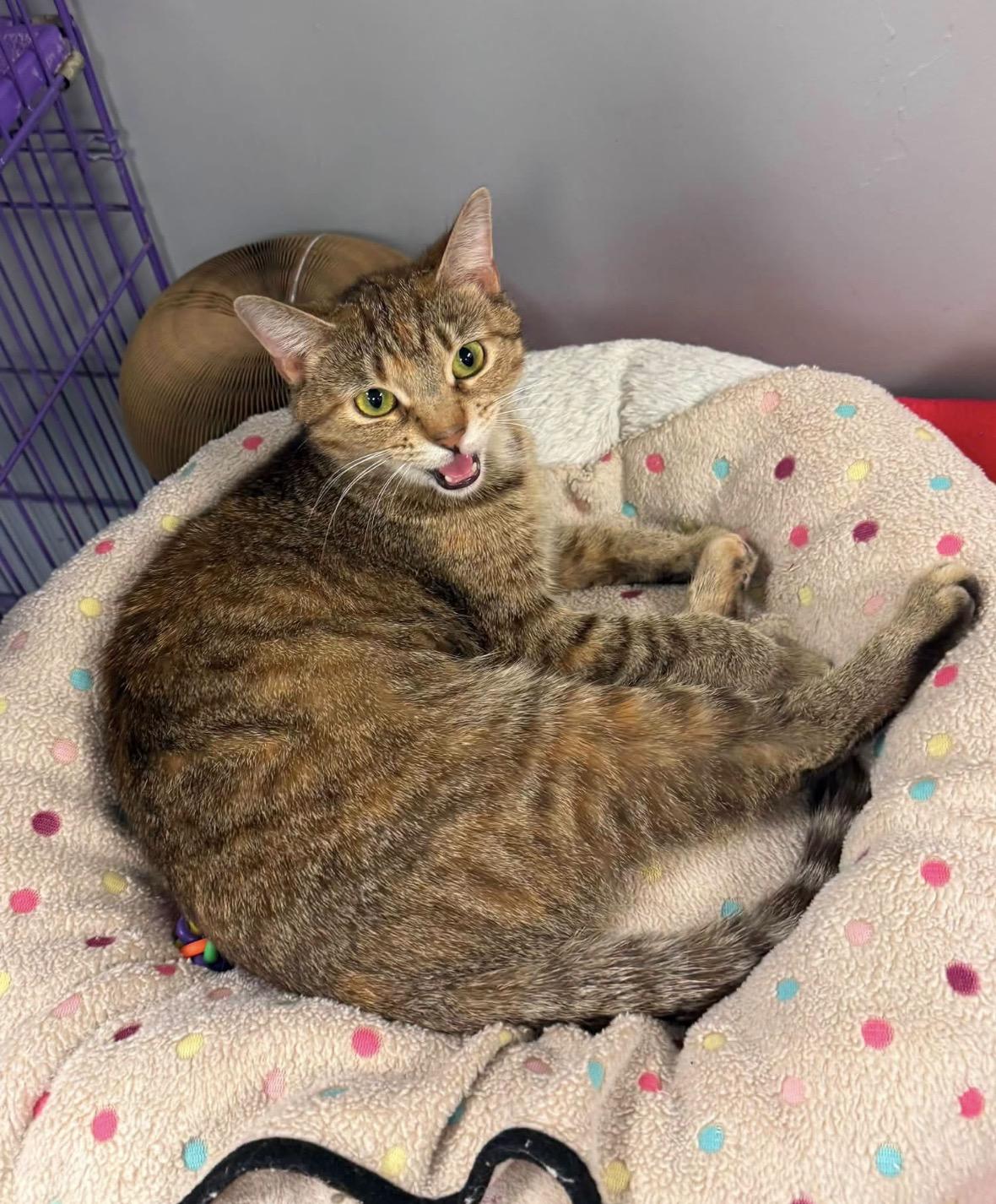 Ariah, ADOPTABLE, Adult Female Domestic Short Hair.