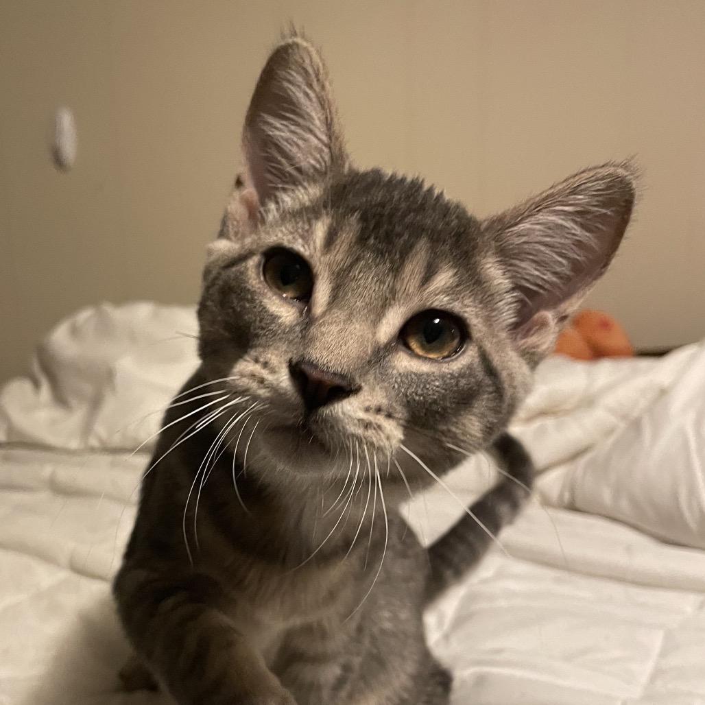 Aster — thumbnail 4