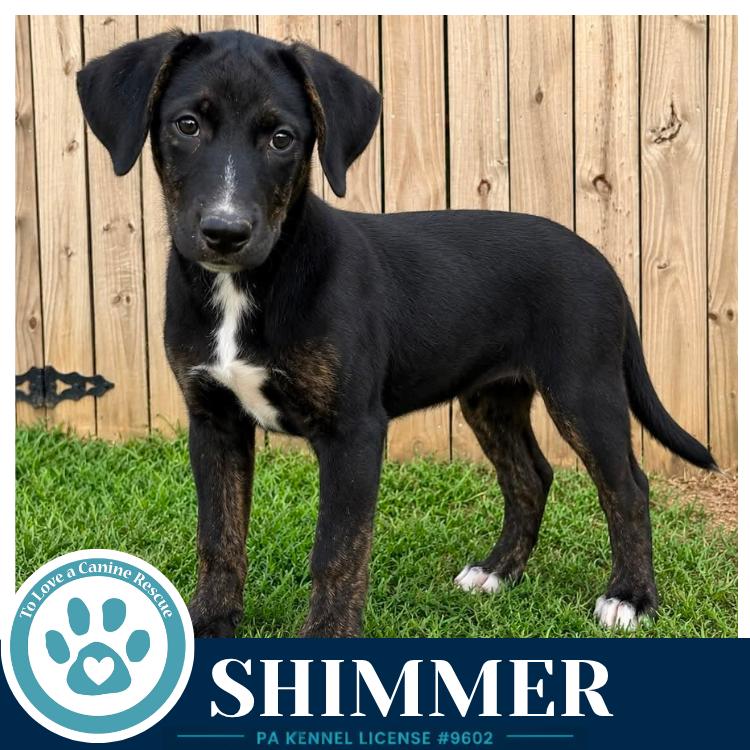 Shimmer (Boujee Babies) 082226, Adoptable, Puppy Female Labrador Retriever & Boxer.