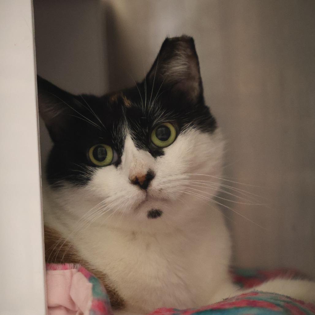 Penelope, Adoptable, Adult Female Domestic Short Hair.