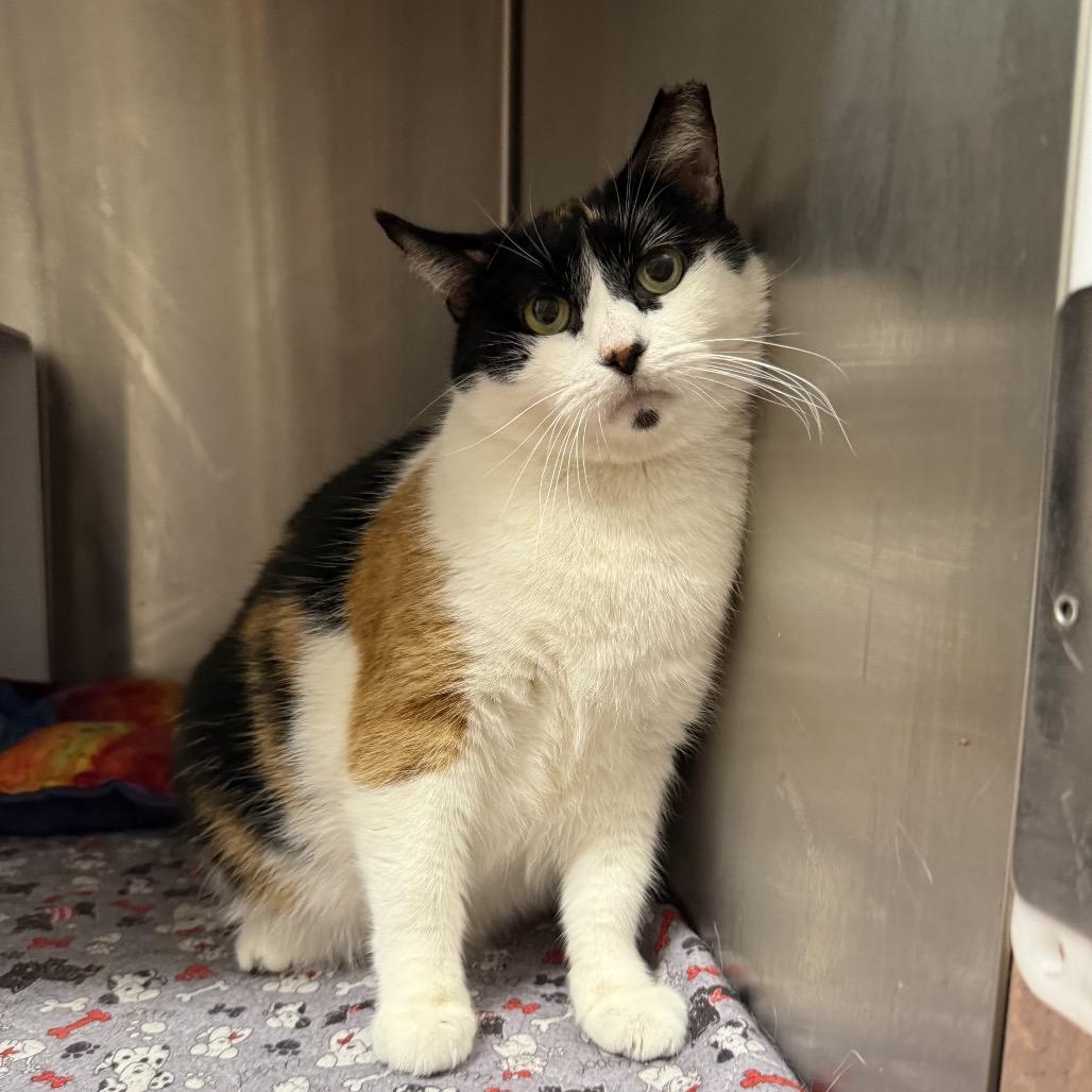 Penelope, Adoptable, Adult Female Domestic Short Hair.