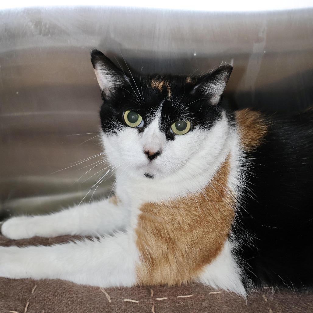 Penelope, Adoptable, Adult Female Domestic Short Hair.