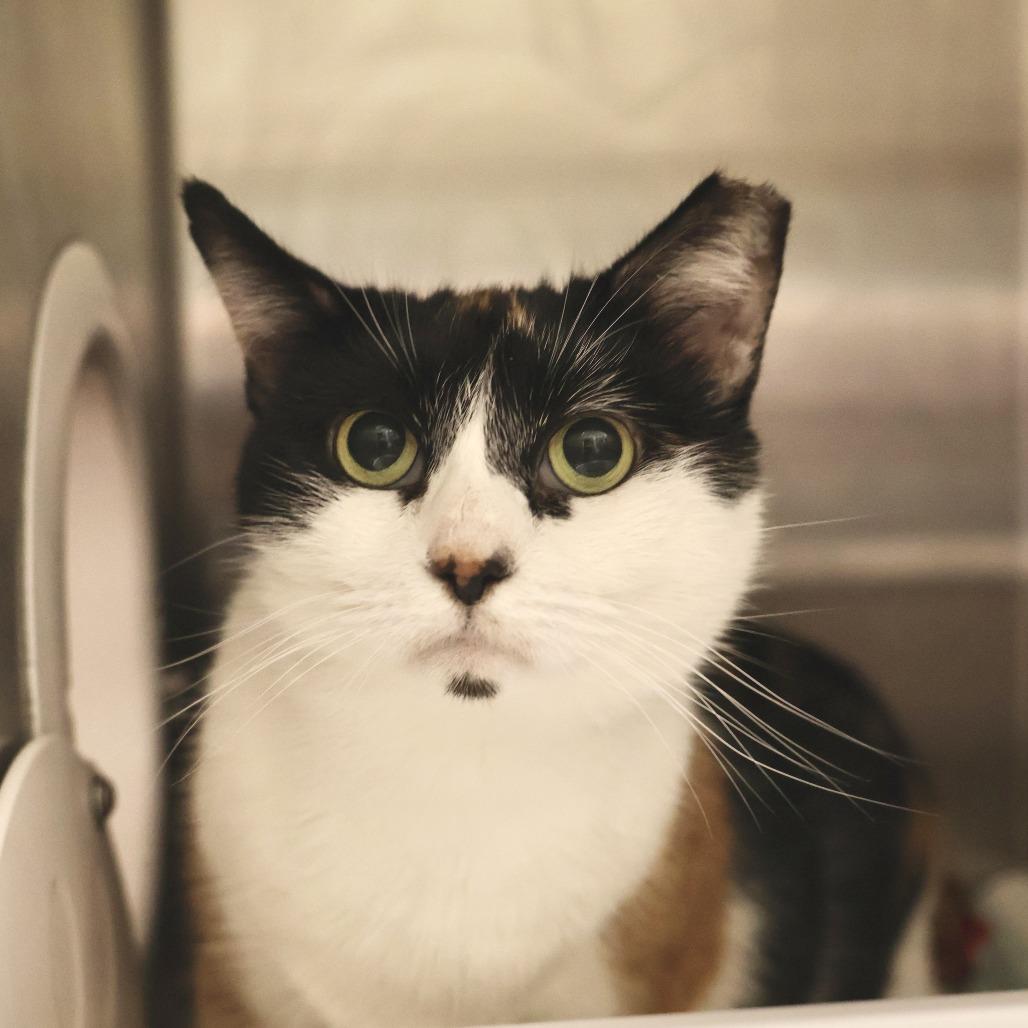 Enlarge Penelope, a Adoptable Domestic Short Hair in Briarcliff Manor, NY image 2/2