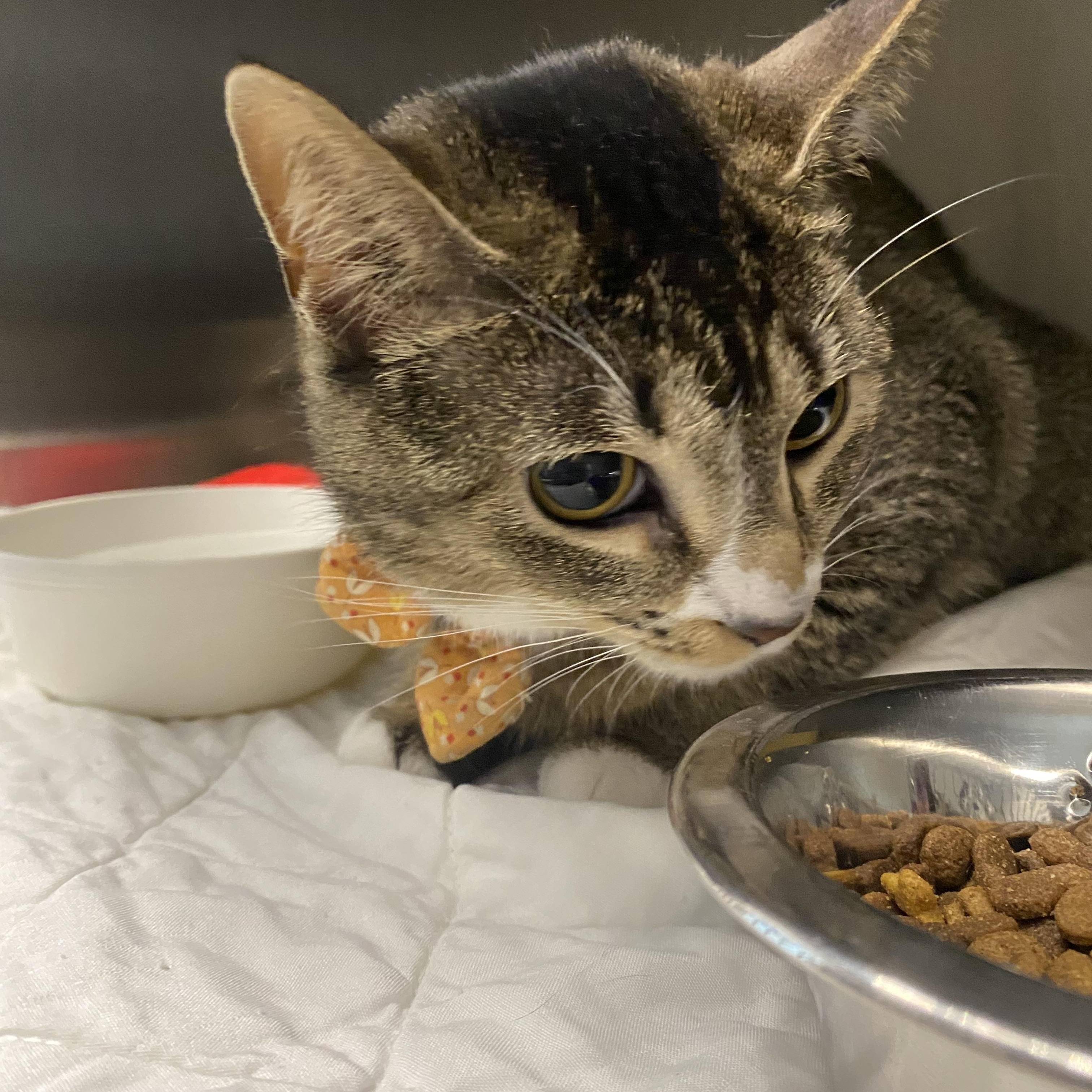 Enlarge Jubilee, a ADOPTABLE Domestic Short Hair in Belleville, MI image 2/2